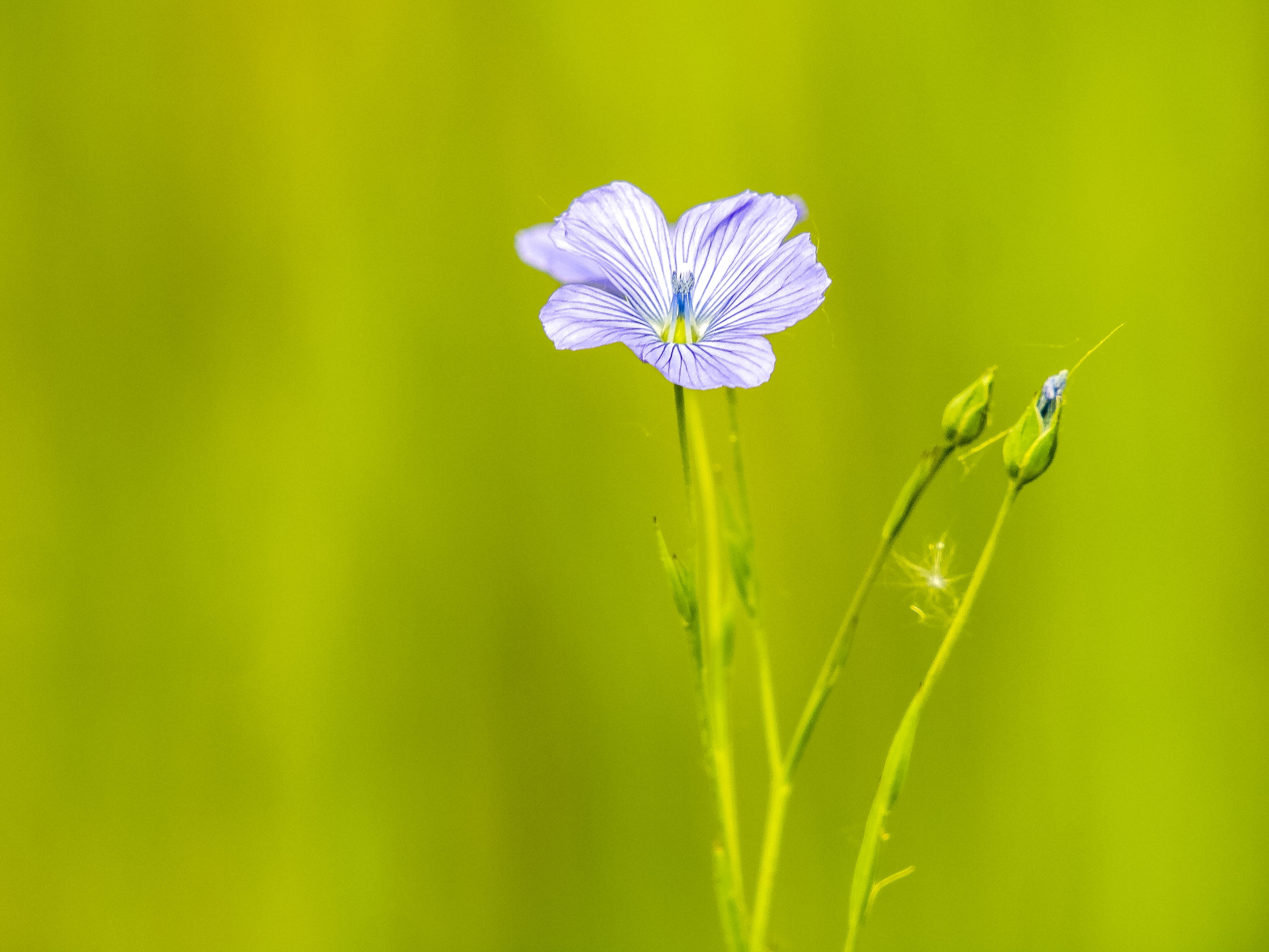 inflorescence, day, outdoors, no people, fragility, flower, nature, smock, focus on foreground, freshness, beauty in nature, springtime, purple, petal, HD Wallpaper