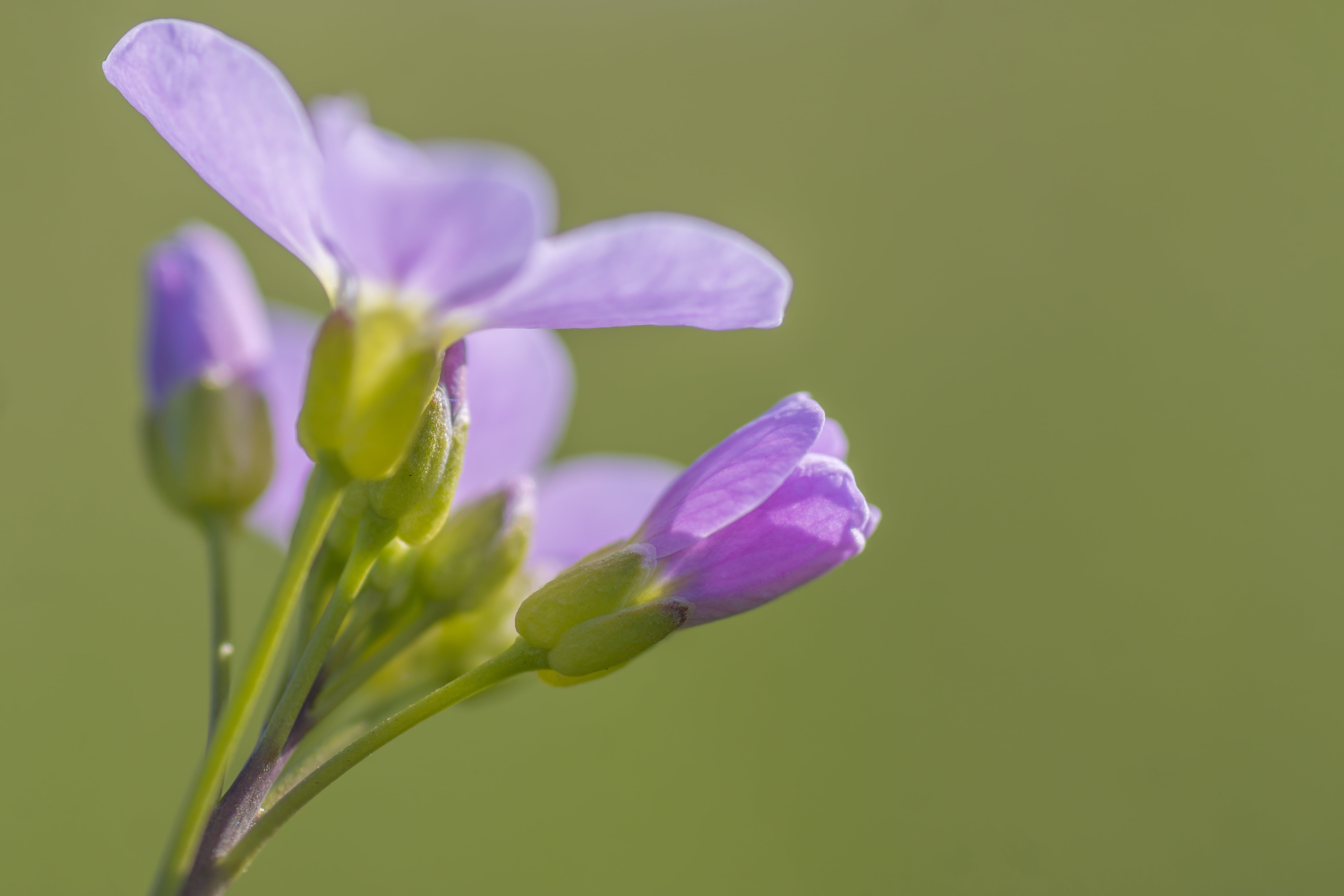 beauty in nature, inflorescence, no people, springtime, flower, green color, purity, growth, macro, purple, petal, smock, wild flowers, selective focus, HD Wallpaper