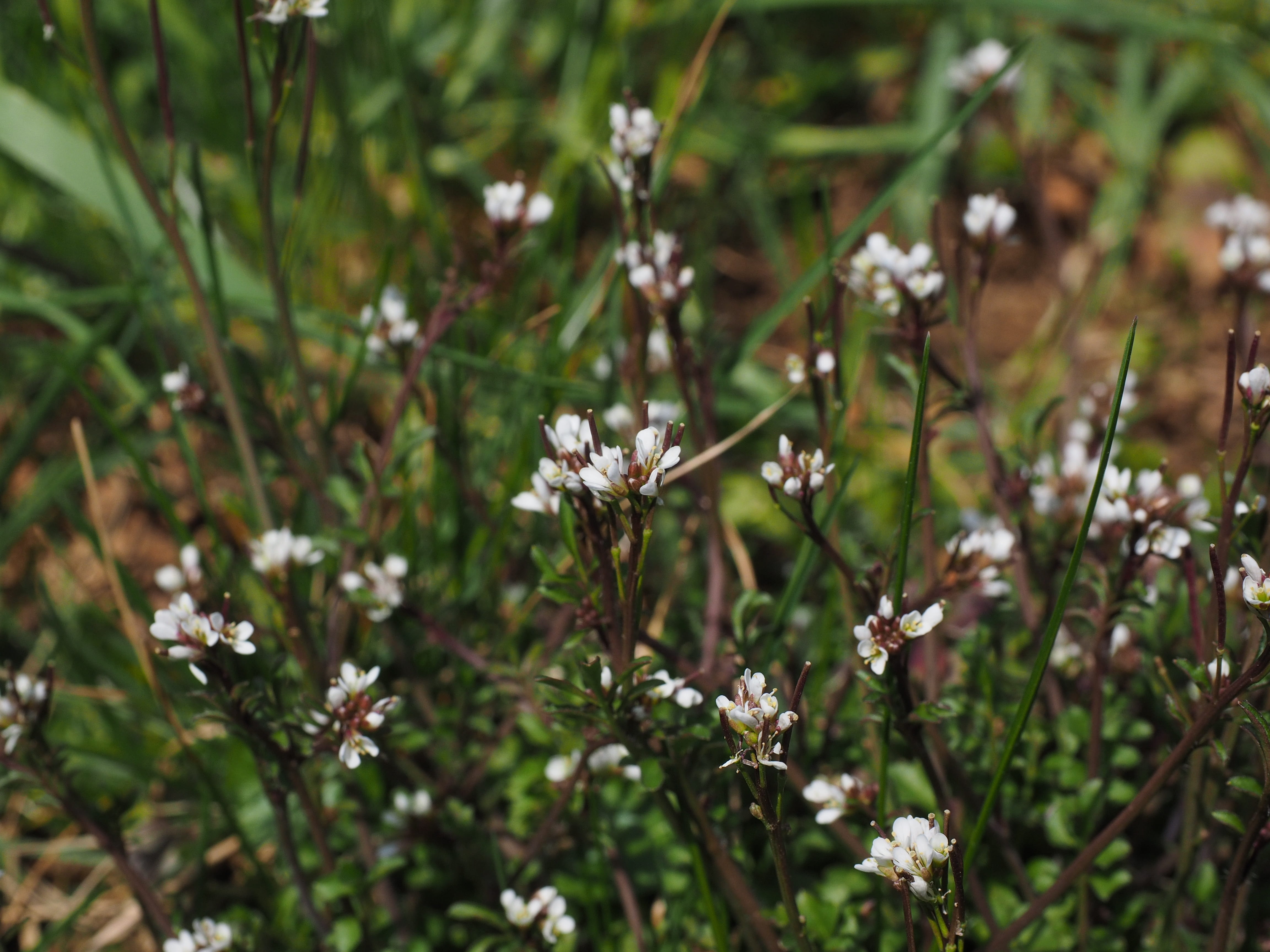 flower, small, four-man-corymbosa, outdoors, vulnerability, focus on foreground, oblong, stalk, growth, white, ruderal corymbosa, nature, no people, white color, HD Wallpaper