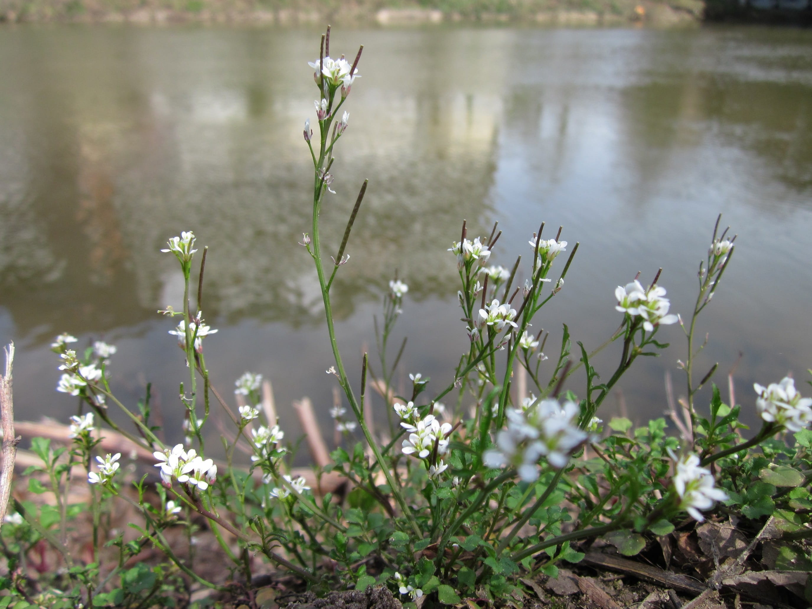 no people, beauty in nature, water, hirsuta, freshness, spring, green color, species, outdoors, close-up, flora, lake, hairy, flowering plant, Hairy Bittercress, HD Wallpaper