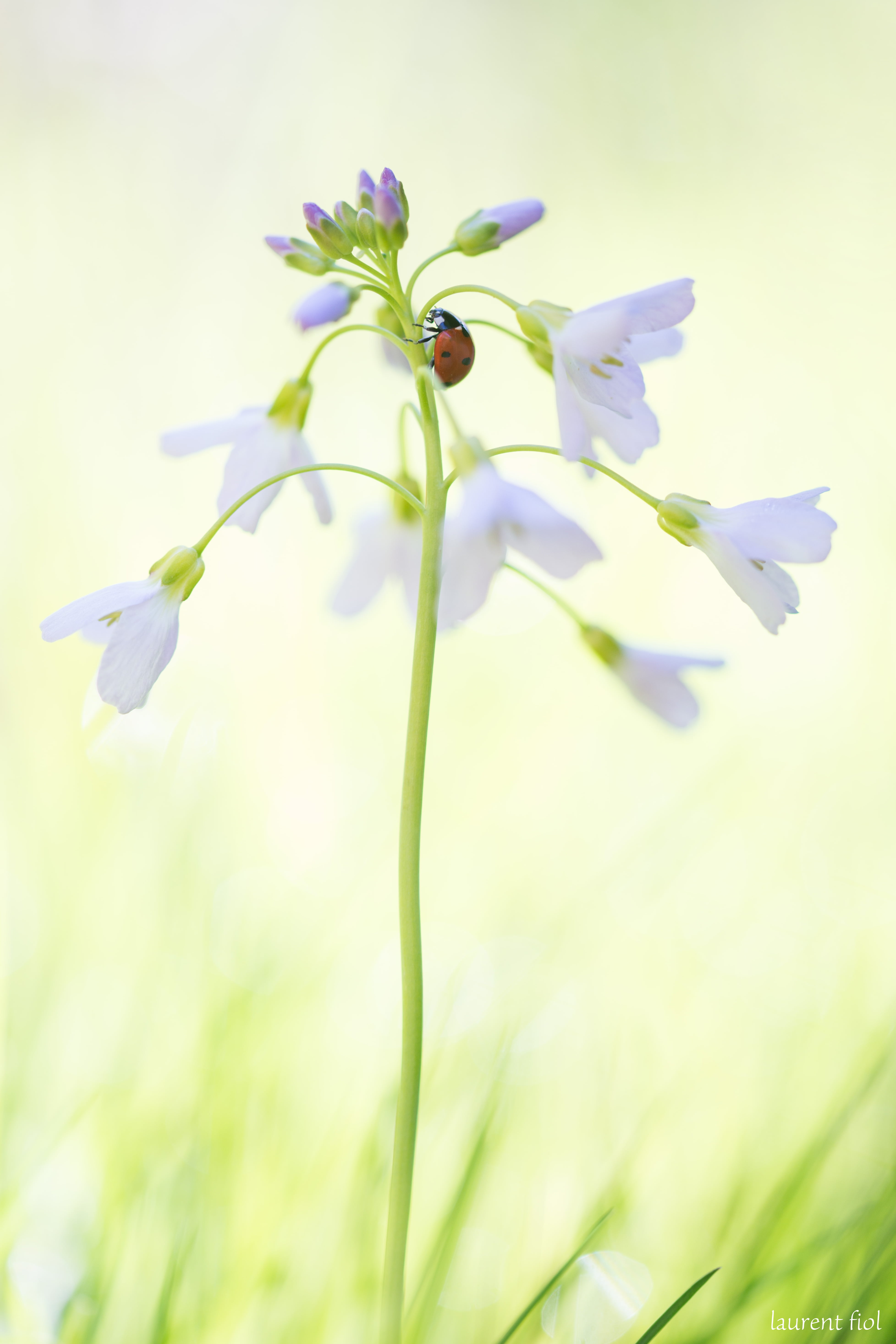 plant, beauty In Nature, flower, nature, white, outdoors, summer, ladybug, lilies, cardamines, photo, 5K, african, closeup, meadow, close-up, springtime, Phone HD Wallpaper