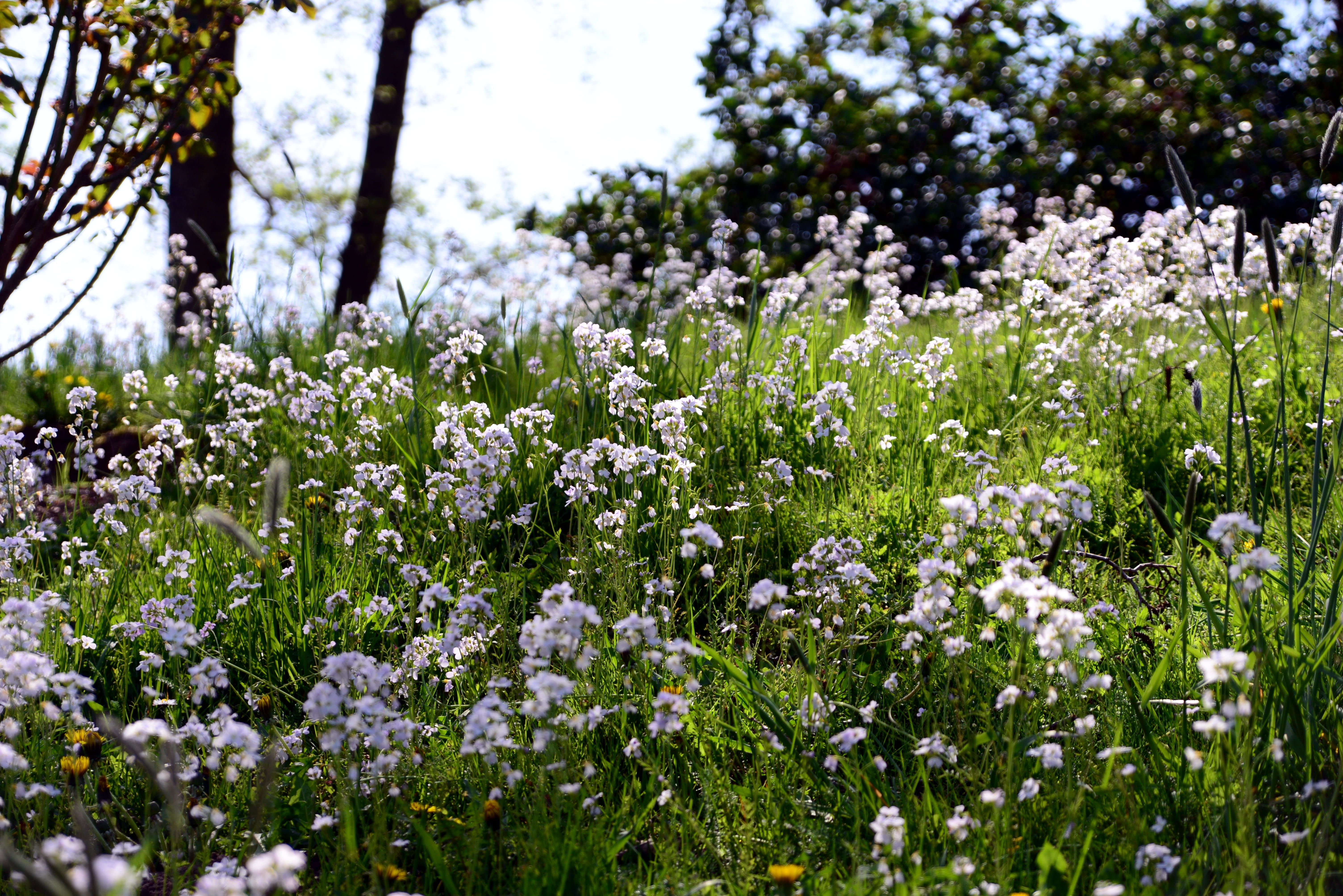 tranquility, land, day, brassicaceae, nature, bloom, cuckoo flower, flower, fragility, no people, white color, tender, flowering plant, plant, freshness, HD Wallpaper