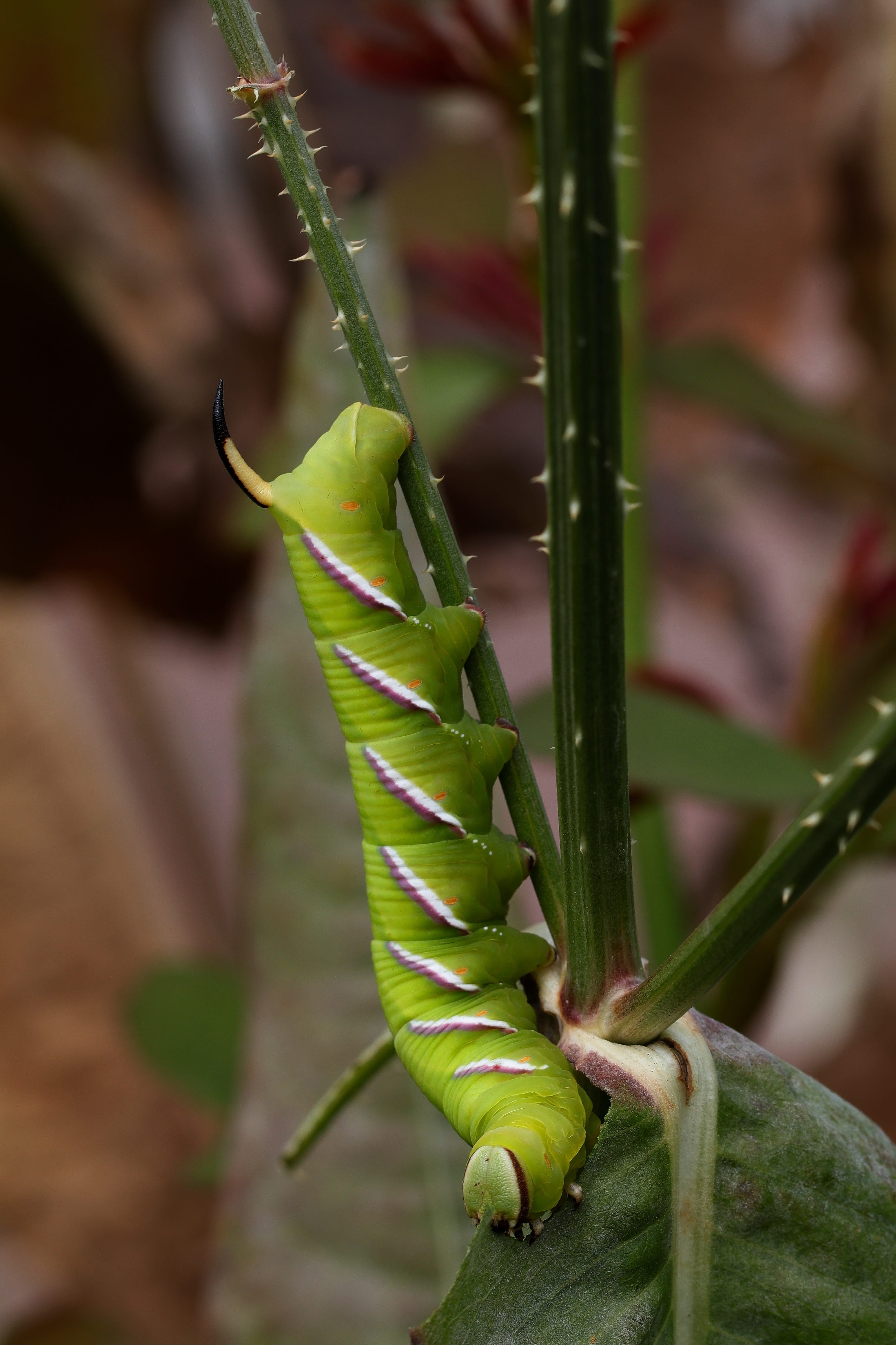 one animal, antwerp, outdoors, freshness, no people, plant part, focus on foreground, 4K, butterfly, green color, belgium, caterpillars, animal wildlife, Phone HD Wallpaper