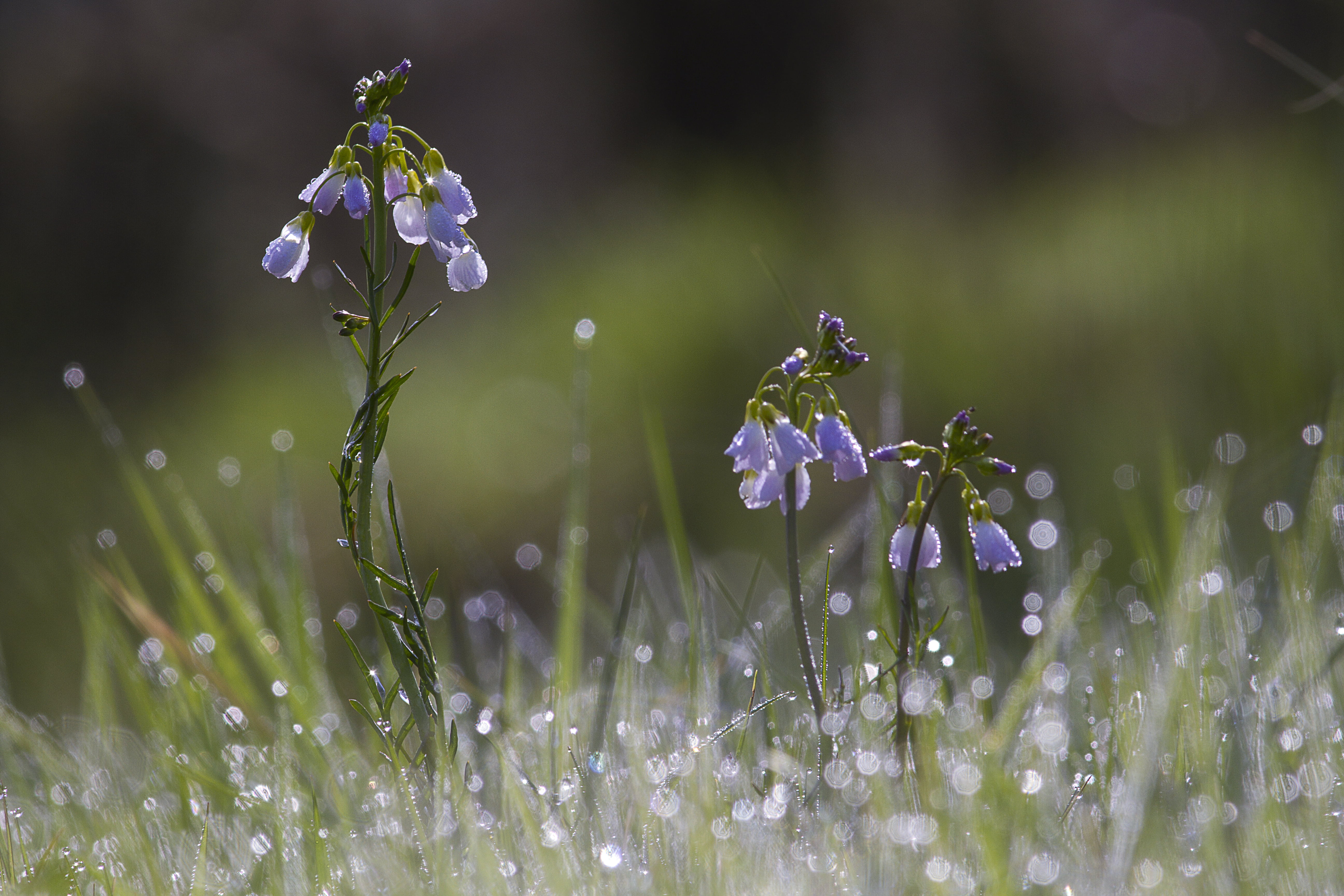 Cardamine, season, photo, floral, summer, flower, purple, freshness, les, 5K, nature, meadow, flares, Dance, grass, plant, close-up, springtime, HD Wallpaper