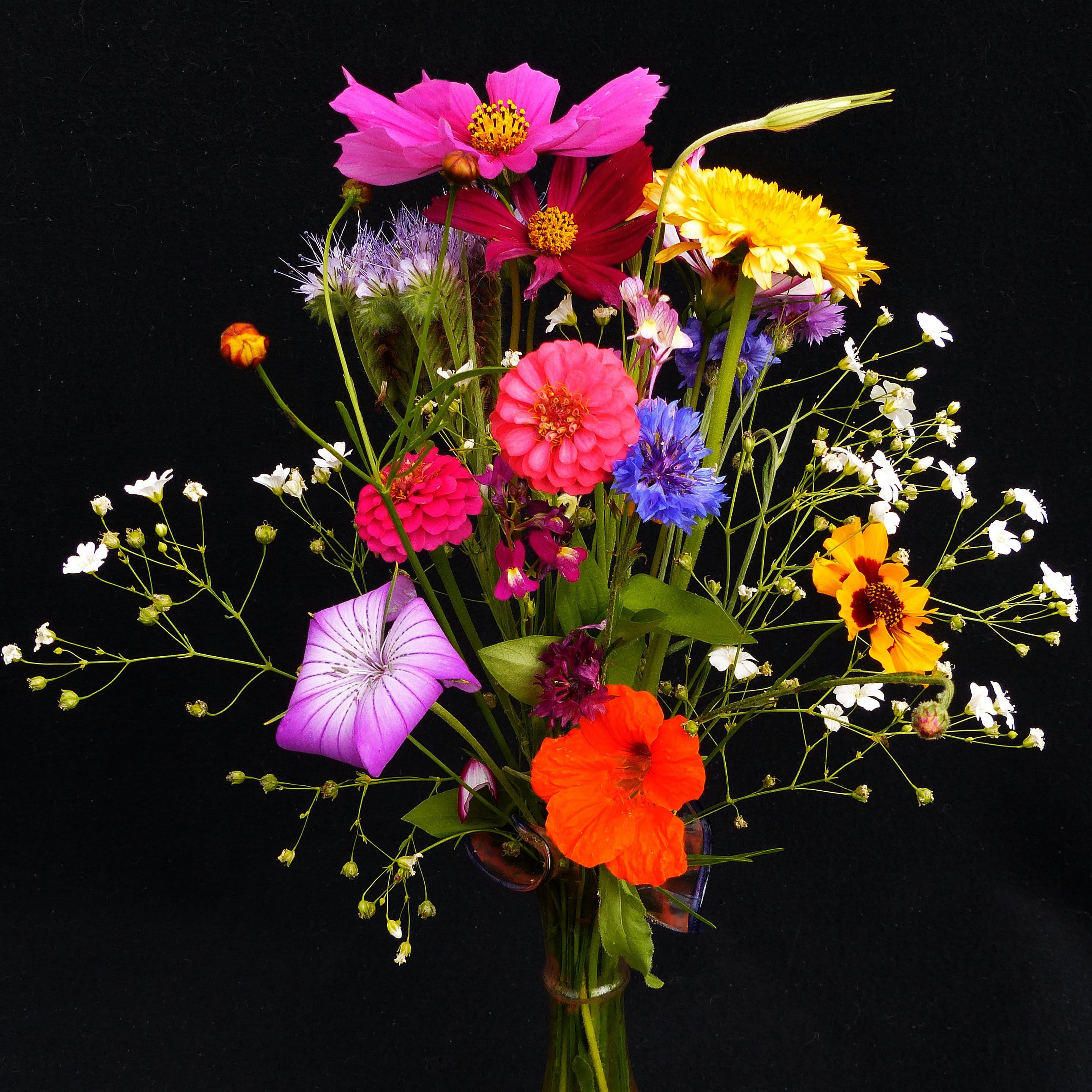 nasturtium, flower head, brown Pansy, cardamine, mädchenauge, freshness, flowering plant, 2K, petal, yellow, pointed bouquet, plant stem, brown, flower, Phone HD Wallpaper