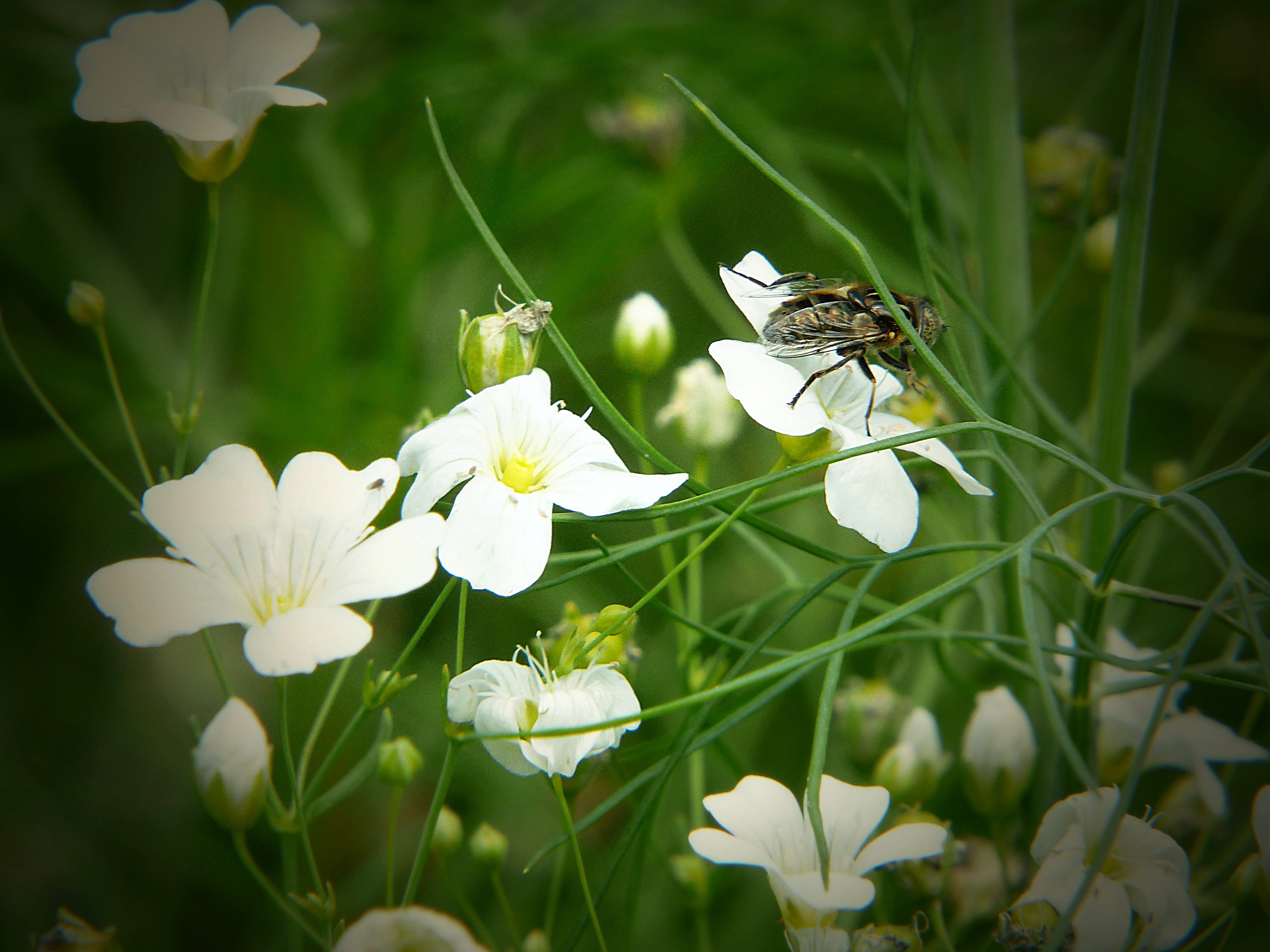 close-up, Cardamine, plant, animal wildlife, insect, 4K, one animal, flower, flower meadow, white color, animals in the wild, pollen, macro, green Color, HD Wallpaper