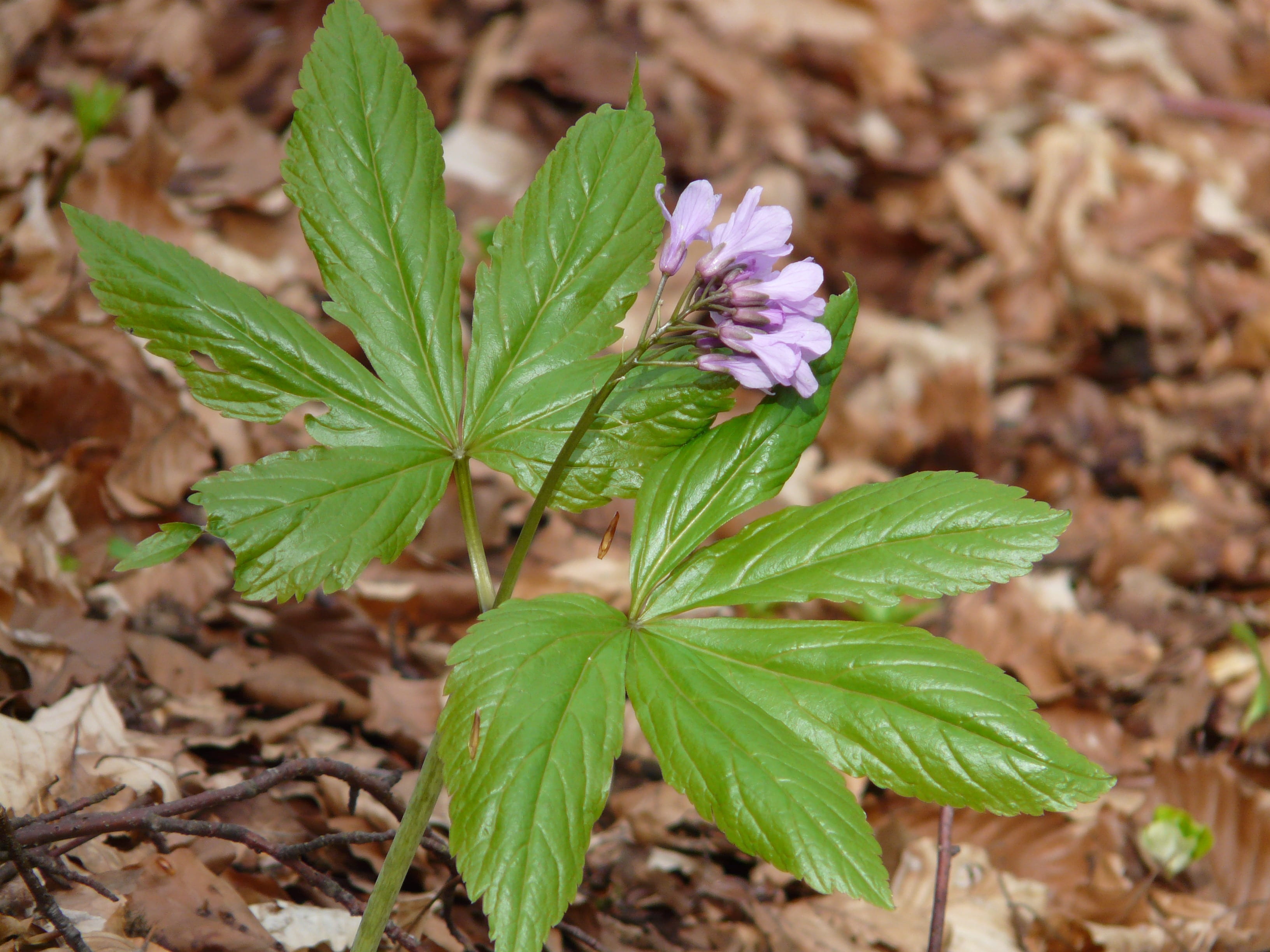growth, card amines, close-up, forest flower, light purple, purple, cruciferous plant, day, no people, medicine, leaf, nature, card amines pentaphyllos, HD Wallpaper