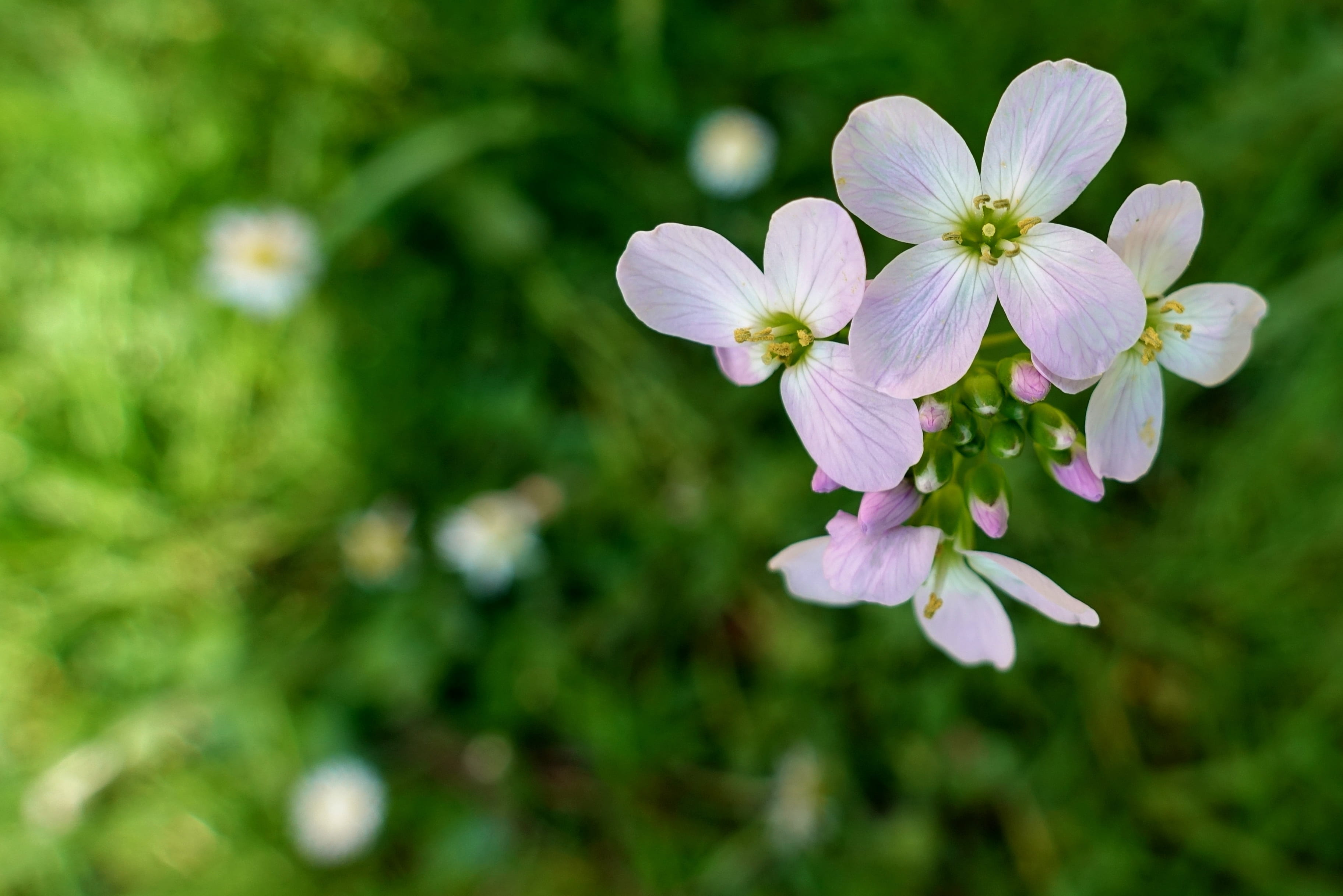 pollen, blossom, white, fragility, freshness, growth, photography, nature, focus on foreground, card amines pratensis, beauty in nature, pointed flower, HD Wallpaper