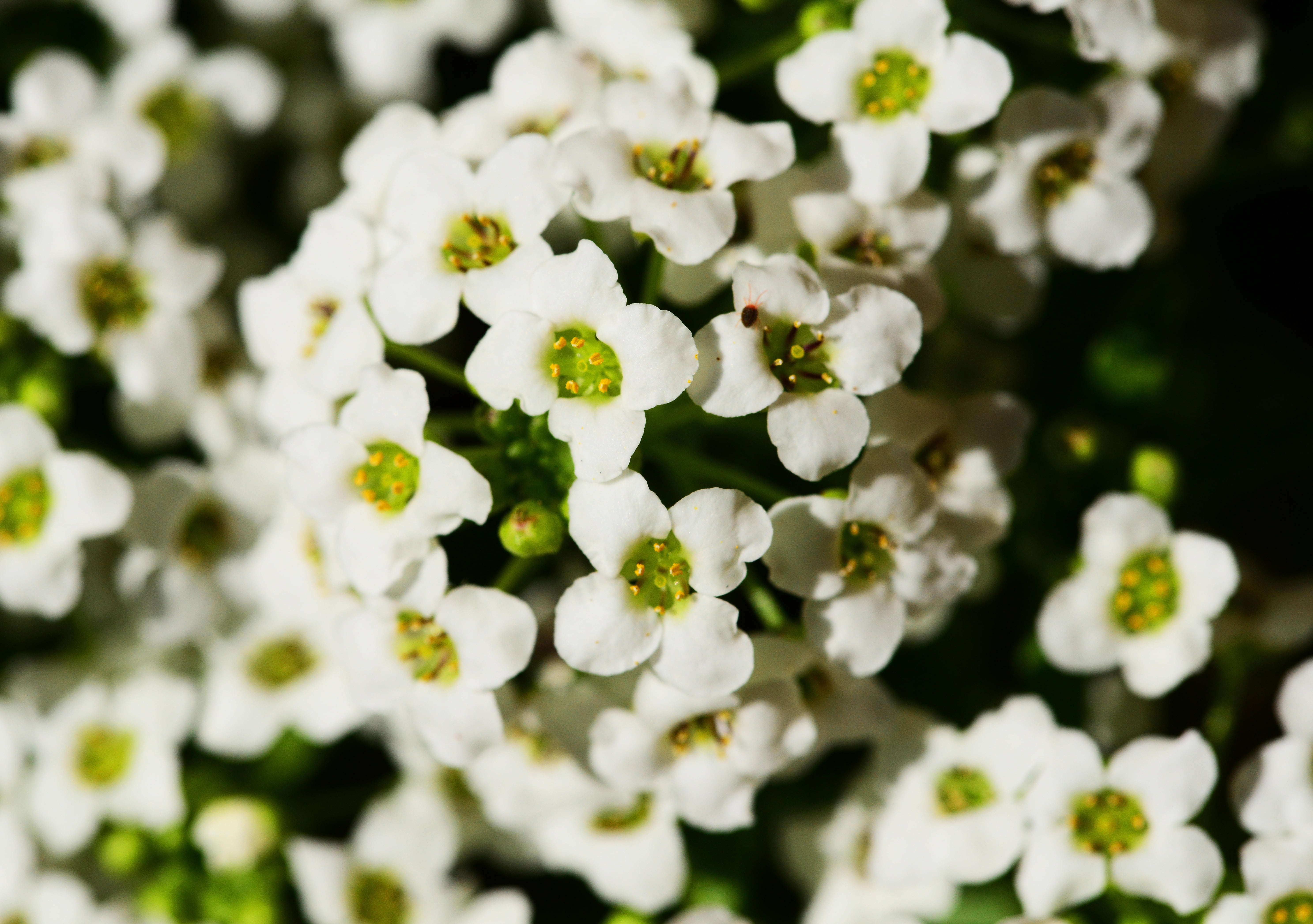 day, nature, brassicaceae, flower head, little dorrit, flowering plant, inflorescence, no people, plant, outdoors, spring, fragility, lobularia maritima, HD Wallpaper