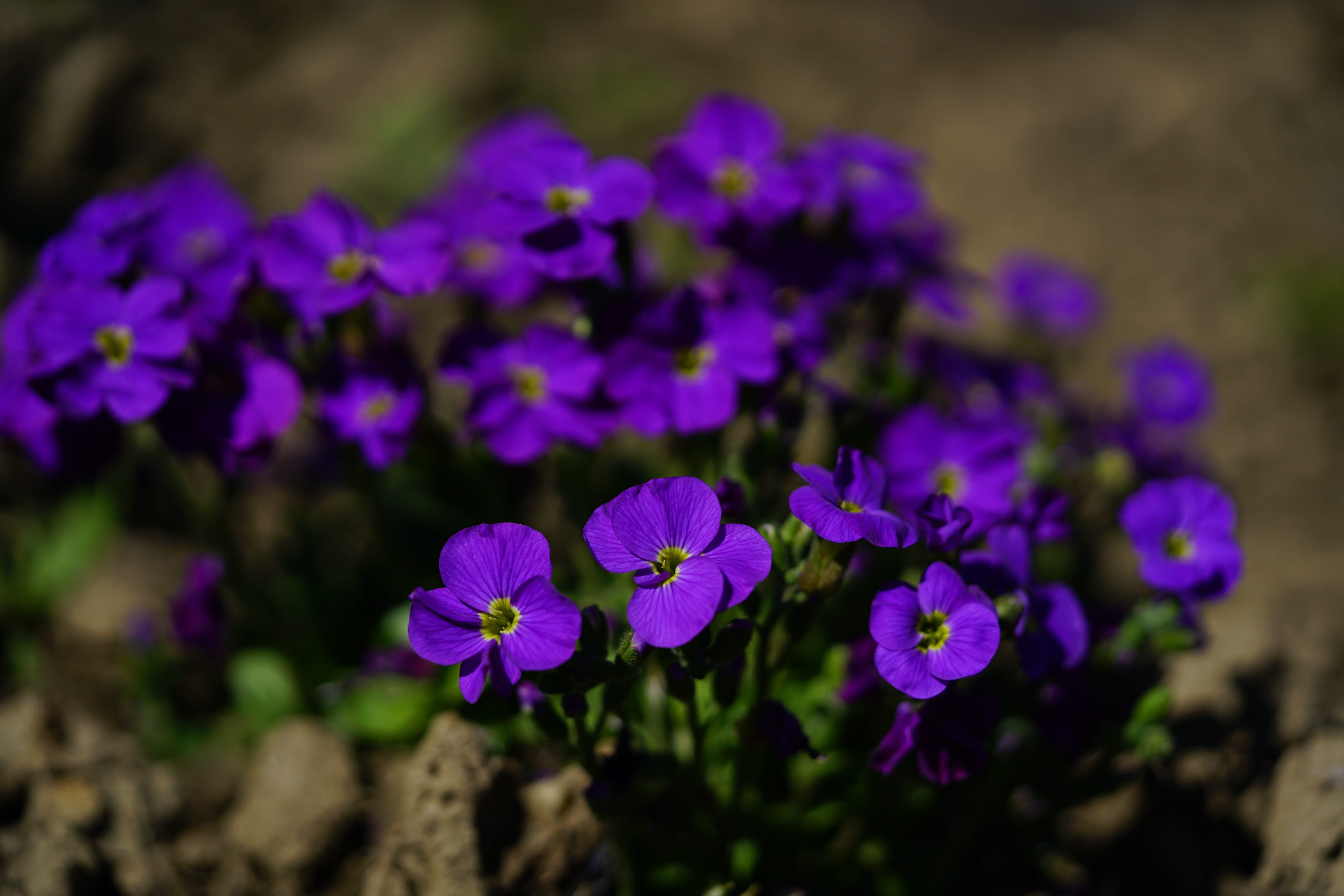 no people, 8K, flower head, blossom, nature, outdoors, bloom, brassicaceae, flowering plant, vulnerability, dark purple, selective focus, botany, aubrieta, HD Wallpaper