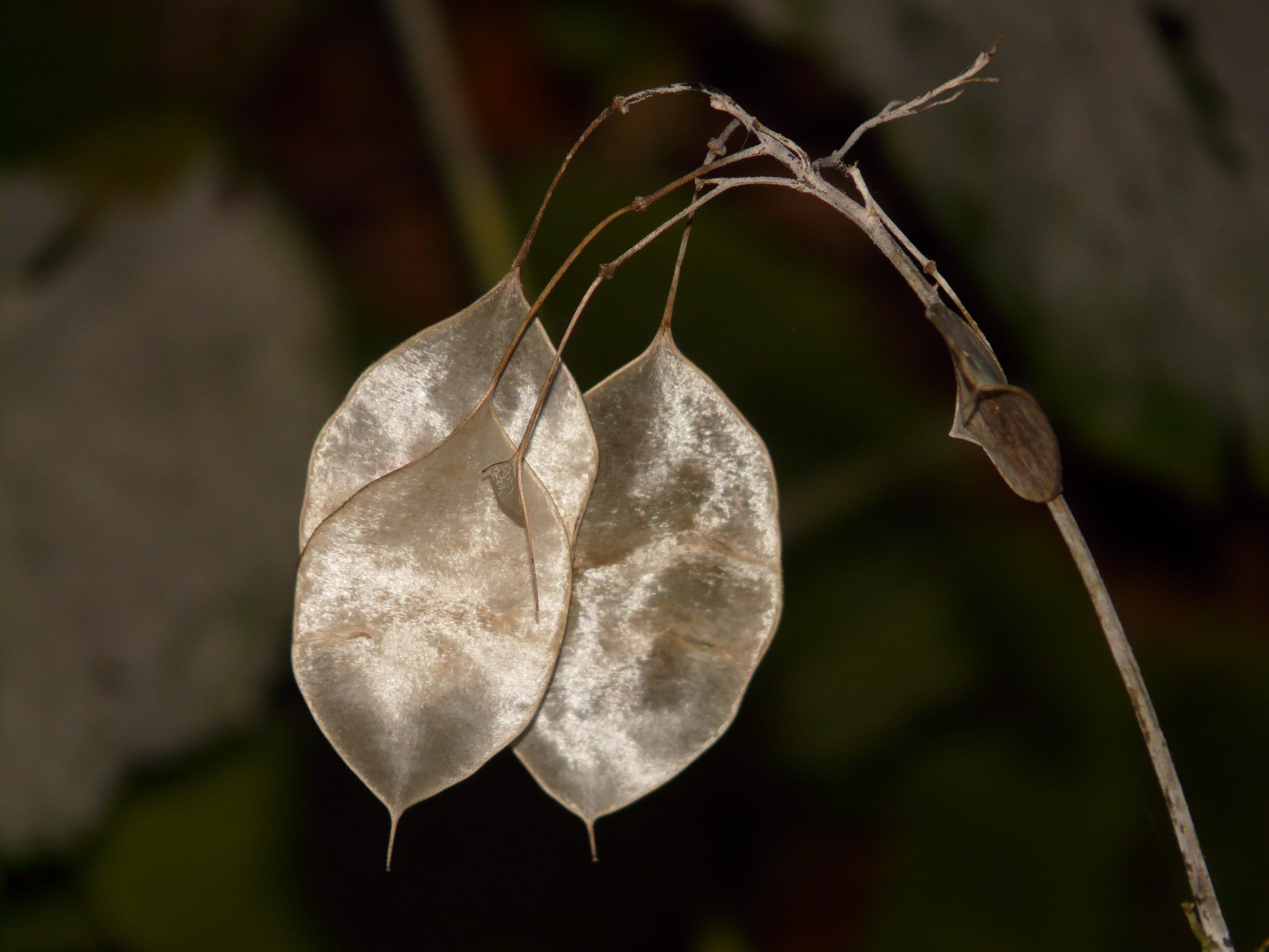 close-up, plant part, brassicaceae, fragility, dry, flower, lunaria, lunaria annua, dead plant, outdoors, beauty in nature, focus on foreground, vulnerability, HD Wallpaper