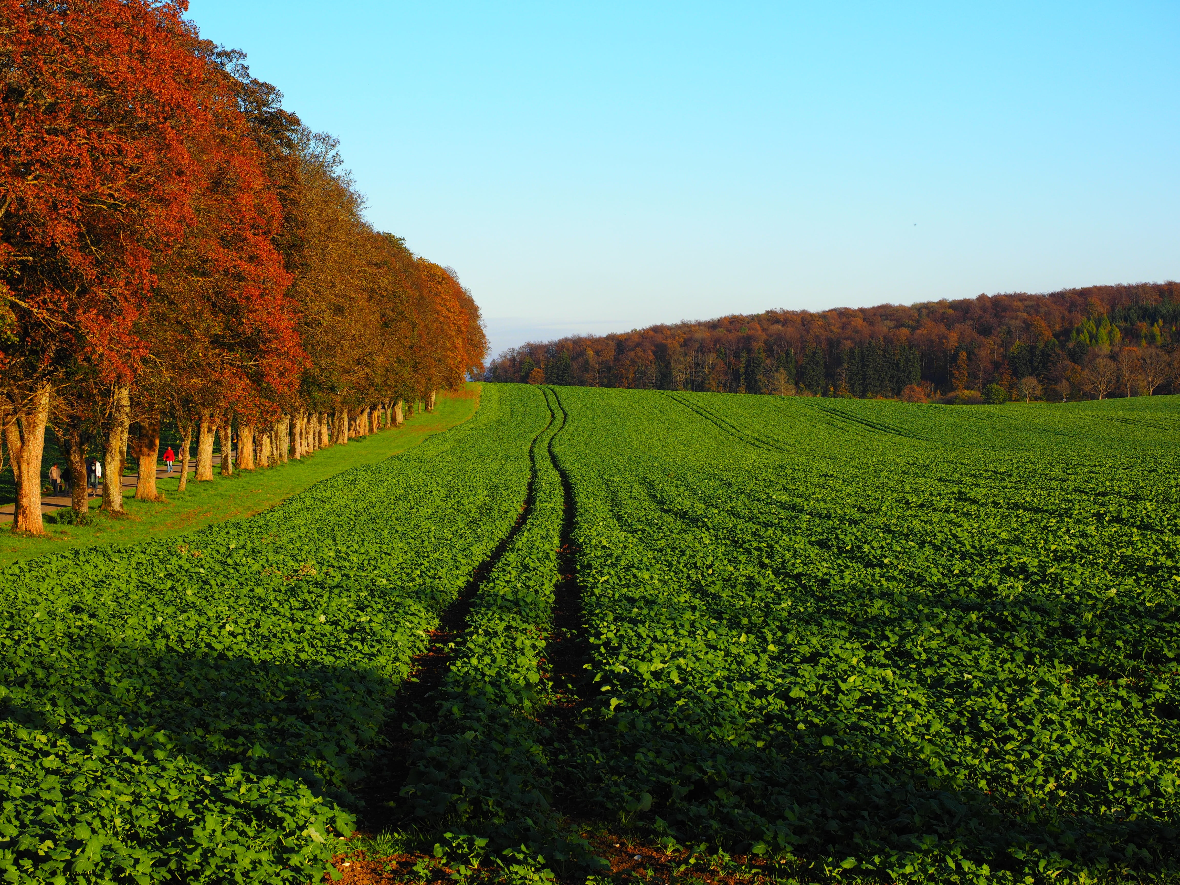 4K, reps, nature, winemaking, lewat, field, plant, tree, beauty in nature, outdoors, oilseed rape, no people, green color, day, green manure, brassicaceae, HD Wallpaper