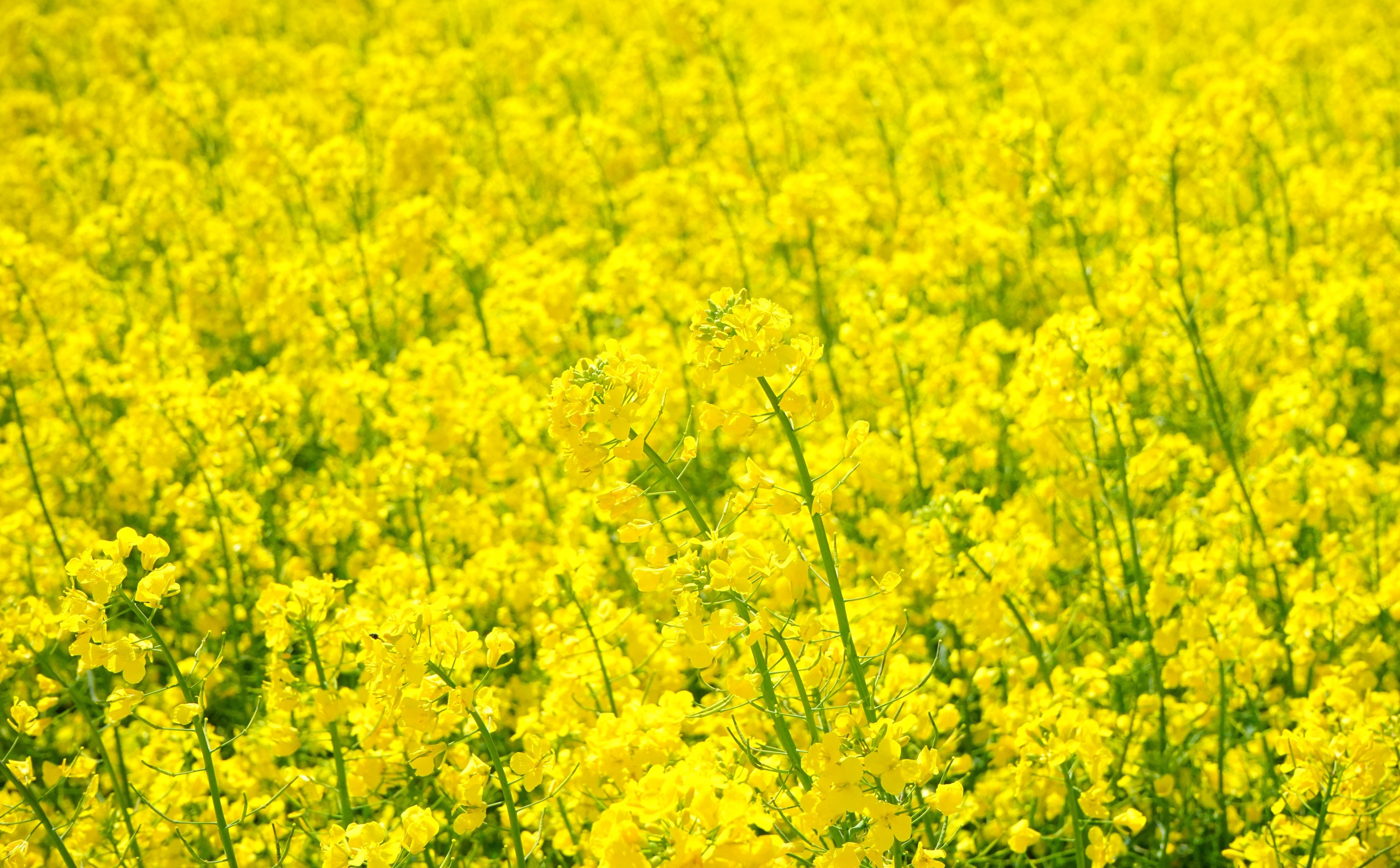 vibrant color, outdoors, Agriculture, 5K, freshness, field, farm, oilseedrape, Plant, flowerbed, crops, Flowers, no people, flowering plant, beauty in nature, HD Wallpaper