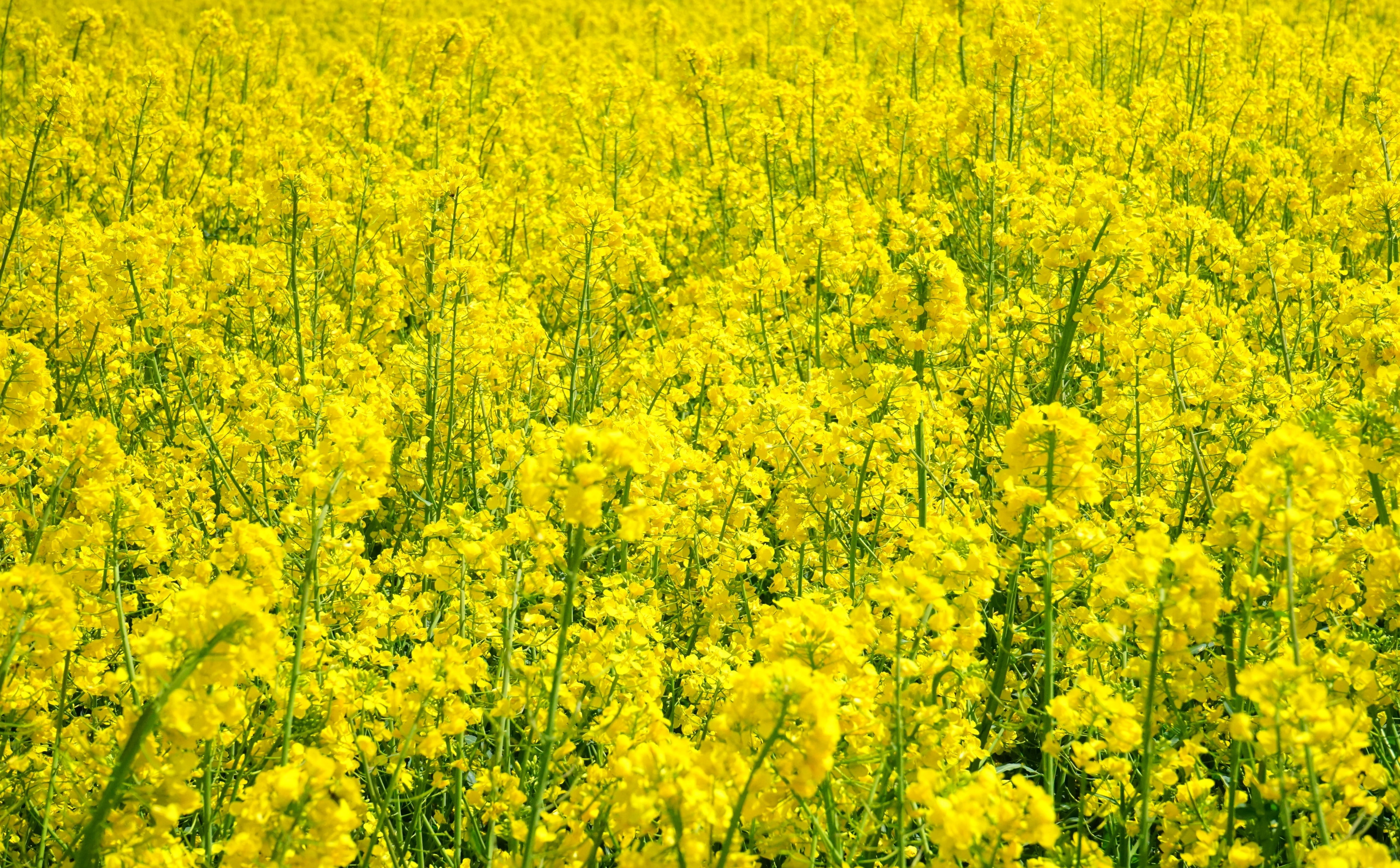 field, Spring, fieldofflowers, Landscape, crop, oilseed rape, oilseedrapeplants, beauty in nature, no people, fieldofrapeseeds, 5K, Plant, rural scene, HD Wallpaper