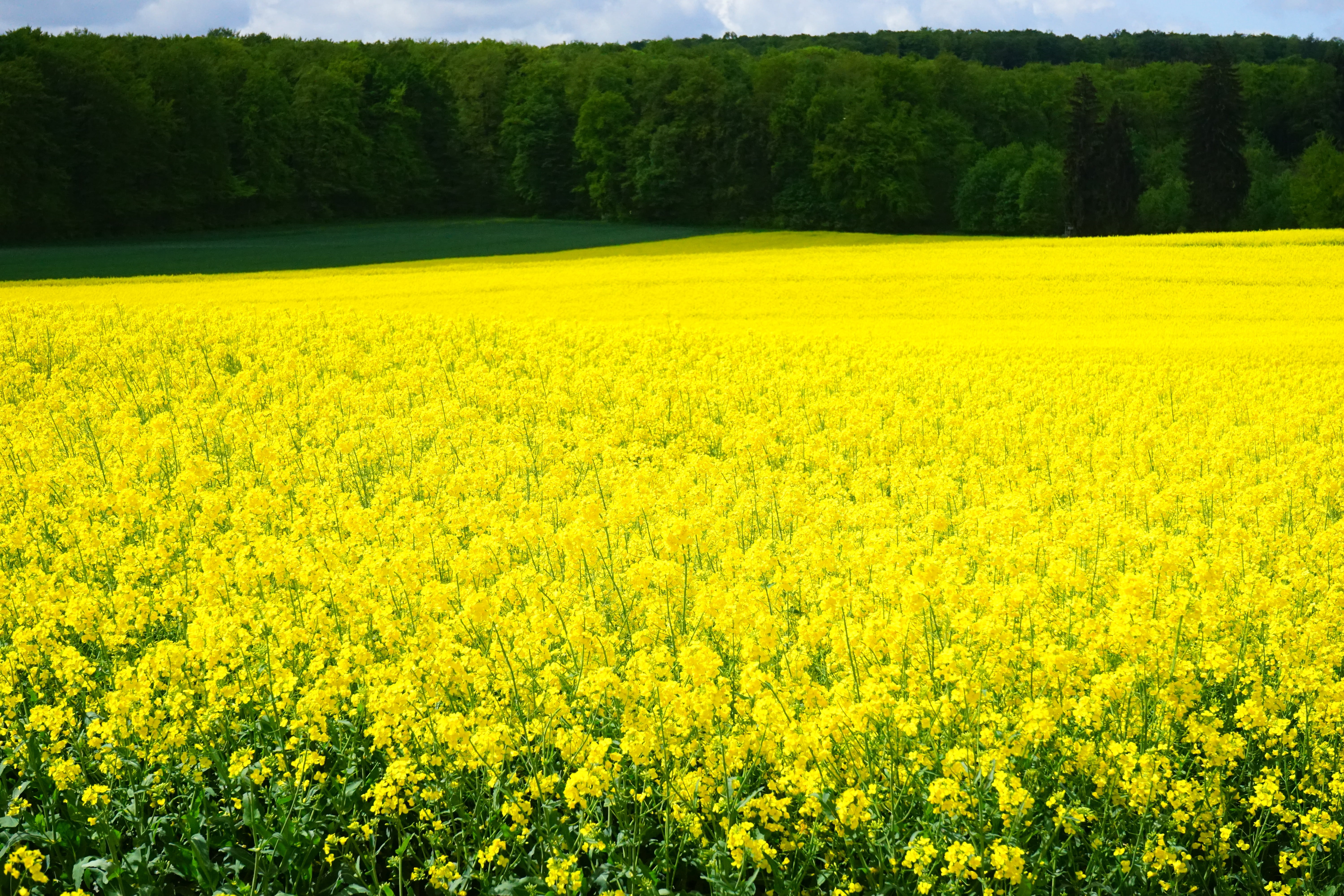 field of rapeseeds, agriculture, lewat, rural scene, brassicaceae, plant, rape blossoms, field of flowers, abundance, flowerbed, rape blossom, crop, cruciferous plant, HD Wallpaper