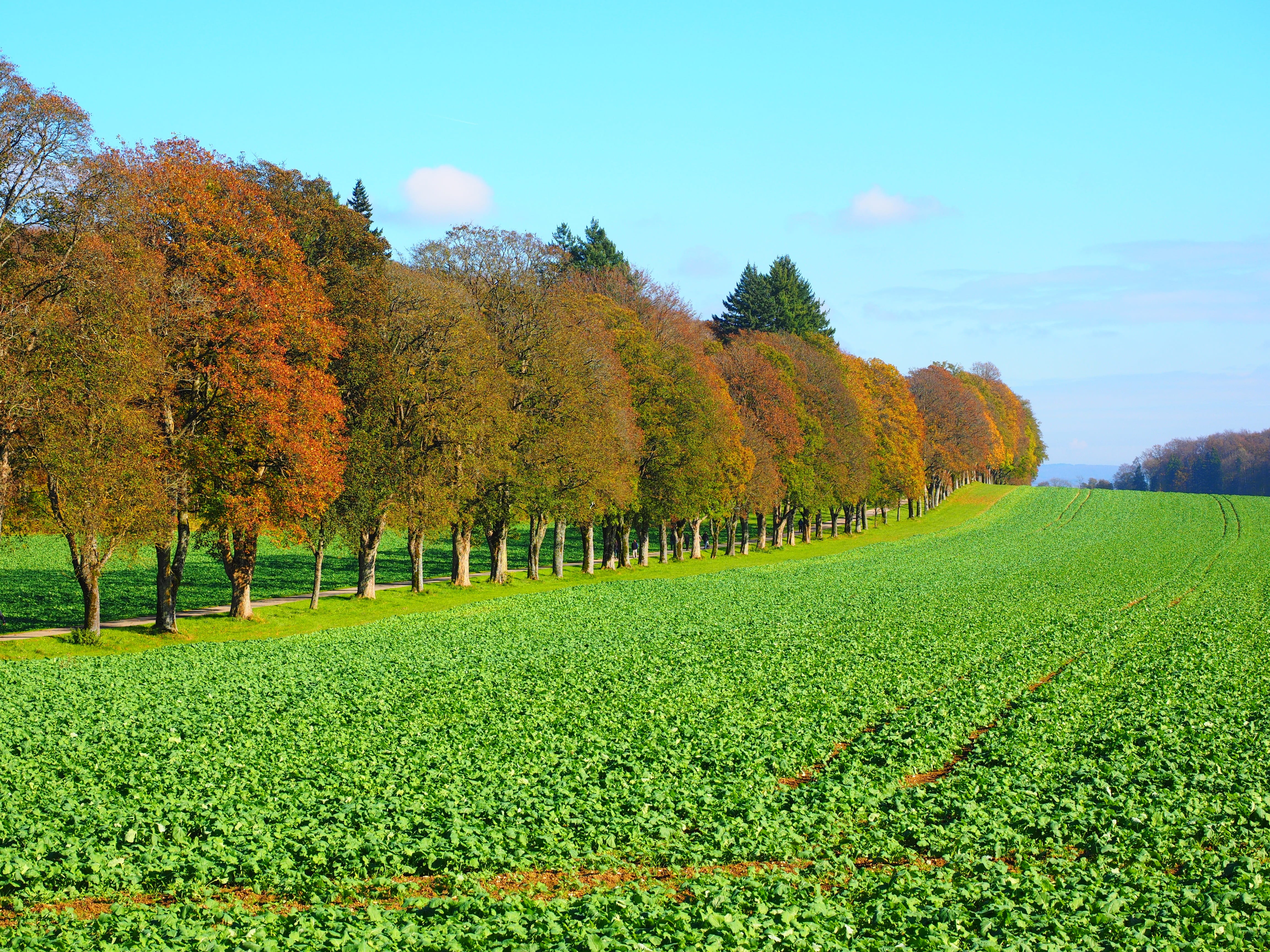 growth, season, beauty In Nature, non-Urban Scene, grass, green Color, meadow, environment, agriculture, Arable, brassica napus, oilseed rape, nature, crop, HD Wallpaper