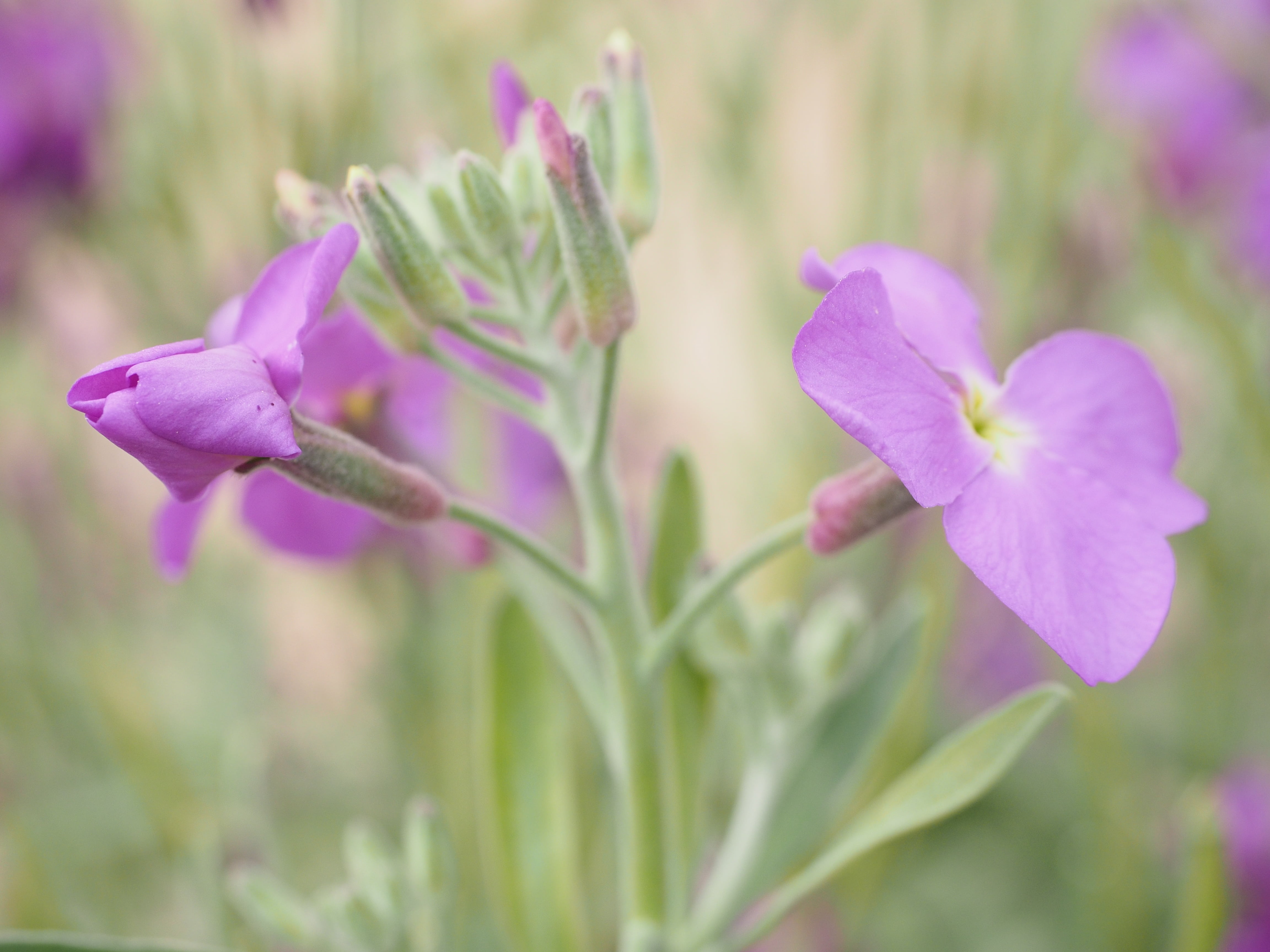 bauernveigel, blossom, bohnafeiele yellow feyel, no people, gelfyoln, springtime, paint viole, yellow incana, plant, fijnelken, stroesserli, erysimum cheiri, HD Wallpaper
