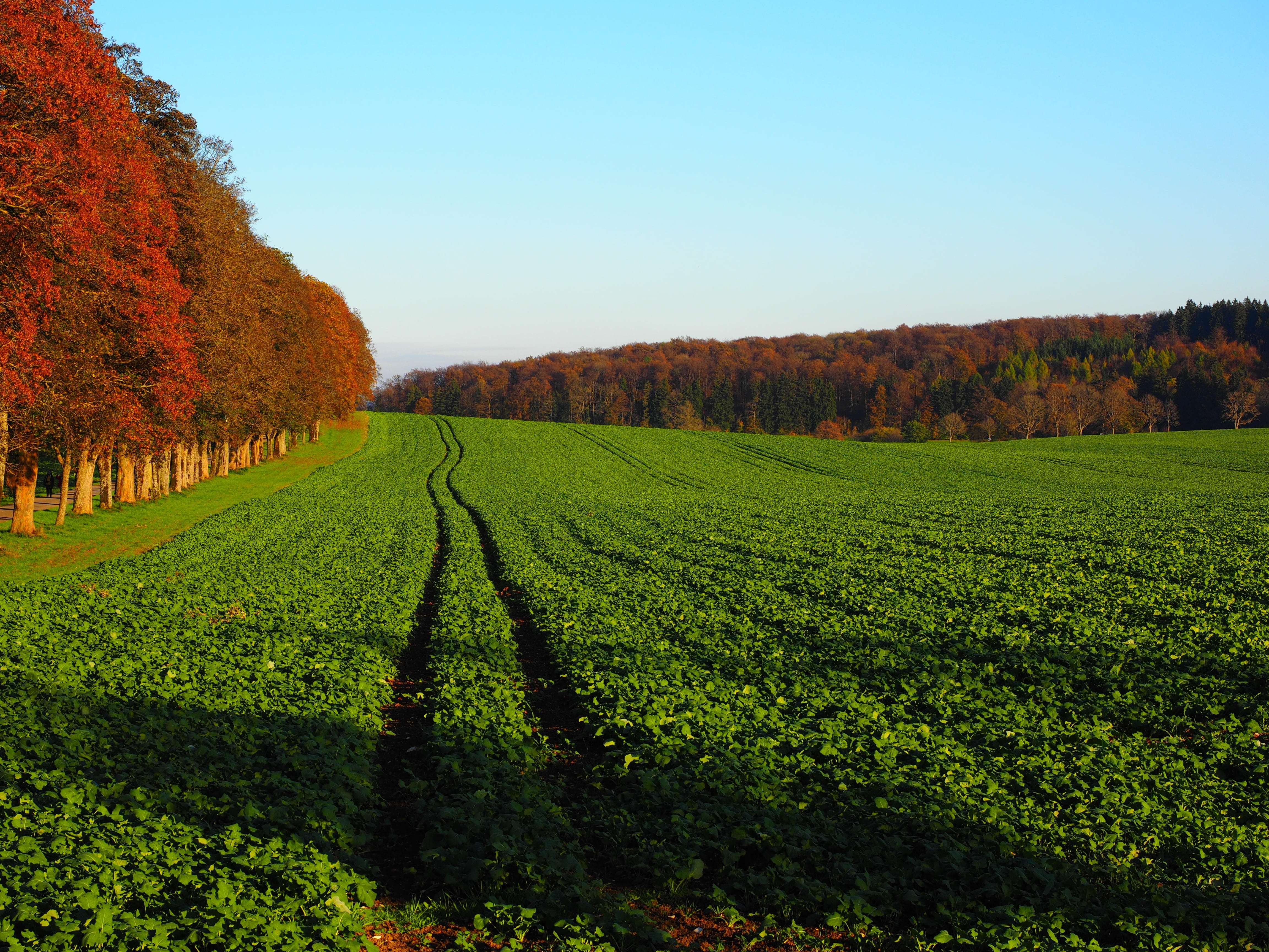 season, green manure, day, no people, plant, 4K, lewat, tranquil scene, sankt johann, crop, gardening, winemaking, land, avenue, scenics - nature, outdoors, HD Wallpaper
