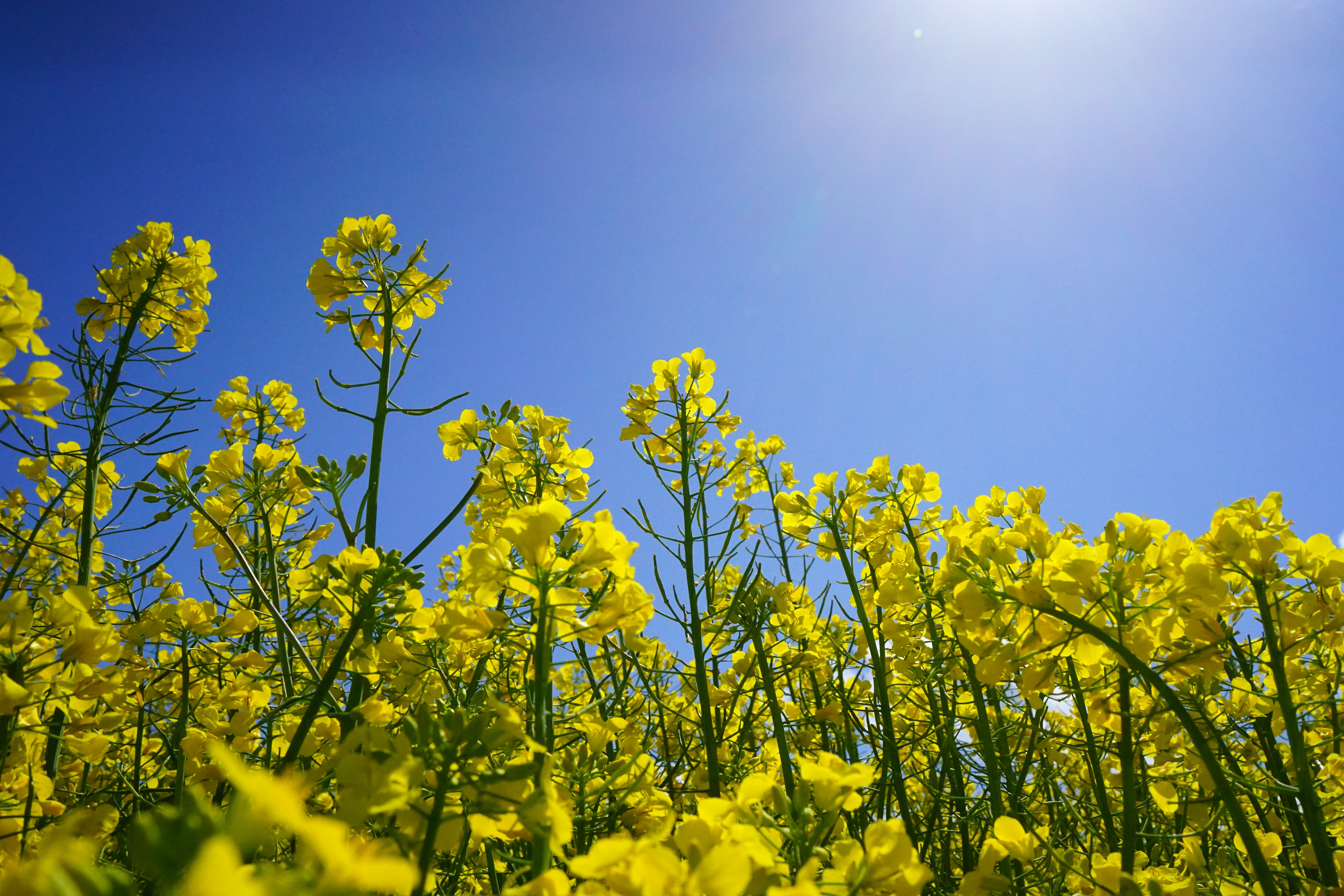 flowers, leaves, cruciferous plant, freshness, canola, flowering plant, rape blossoms, growth, blue, plant, sky, tranquility, landscape, field of flowers, HD Wallpaper