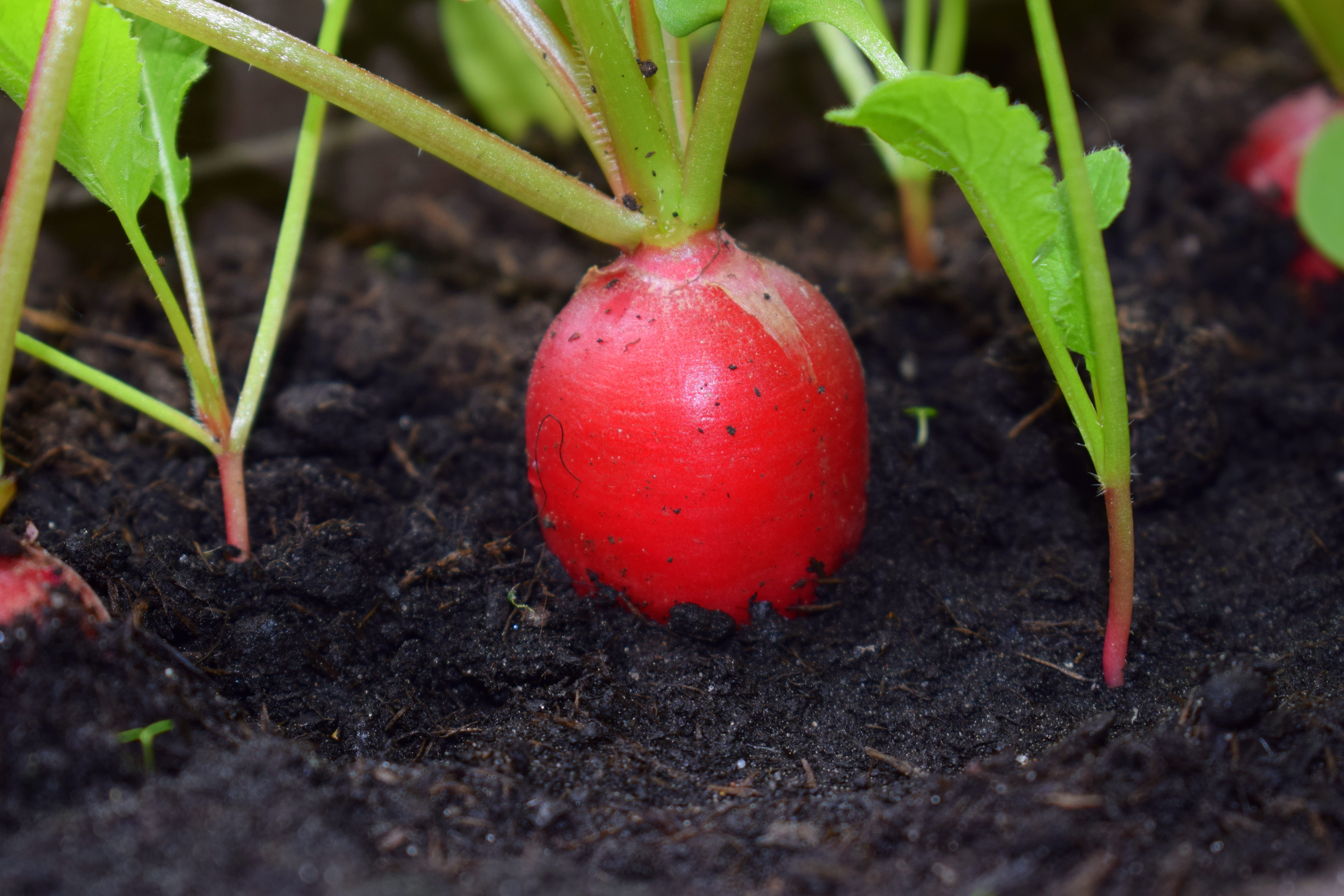 gardening, no people, red, growth, food and drink, leaf, delicious, root, agriculture, food, freshness, healthy eating, fruit, brassicaceae, fresh, eat, HD Wallpaper