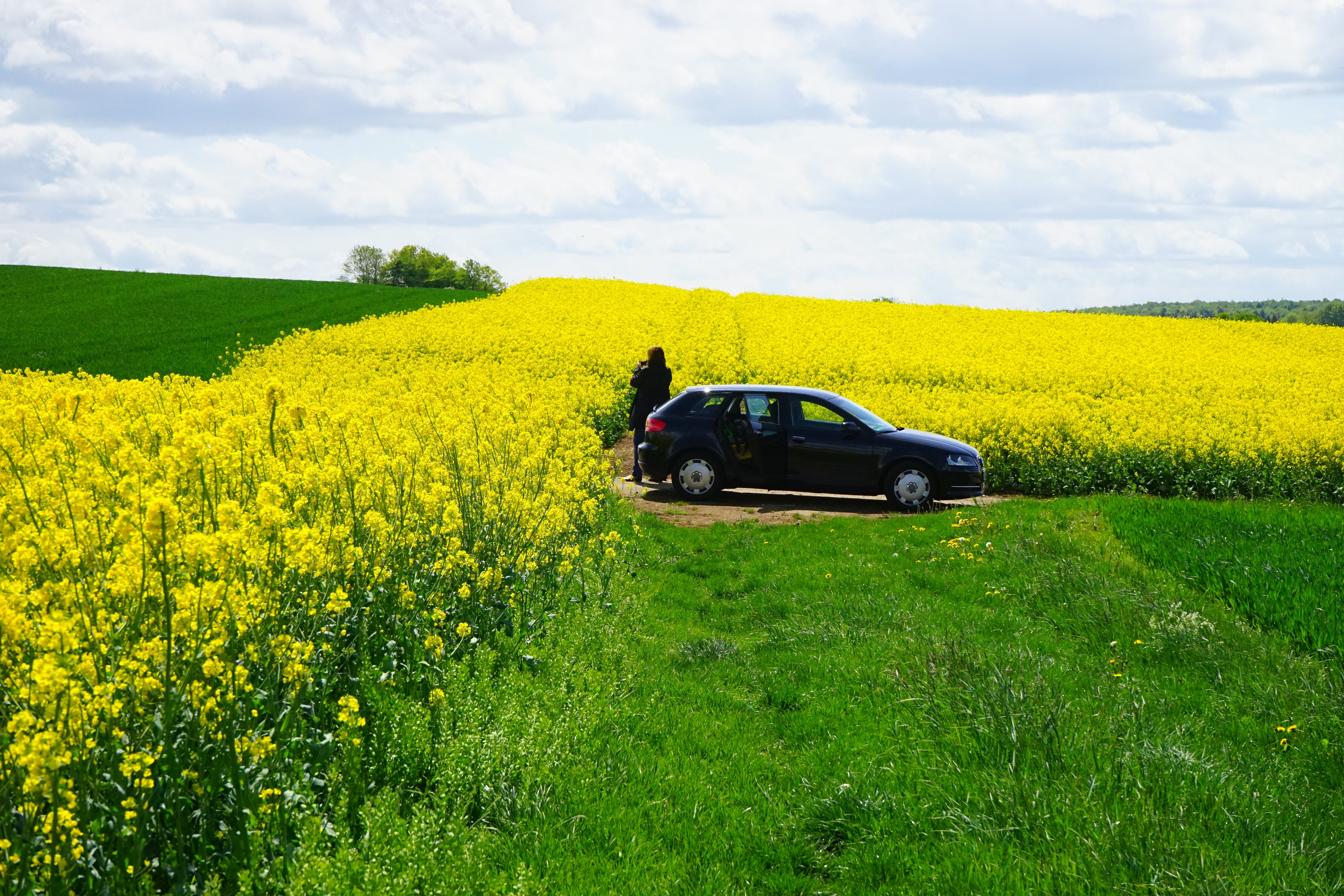 land vehicle, cruciferous plant, spring, brassicaceae, field, photographer, blütenmeer, nature, oilseed rape plants, crops, yellow, growth, plant, outdoors, HD Wallpaper