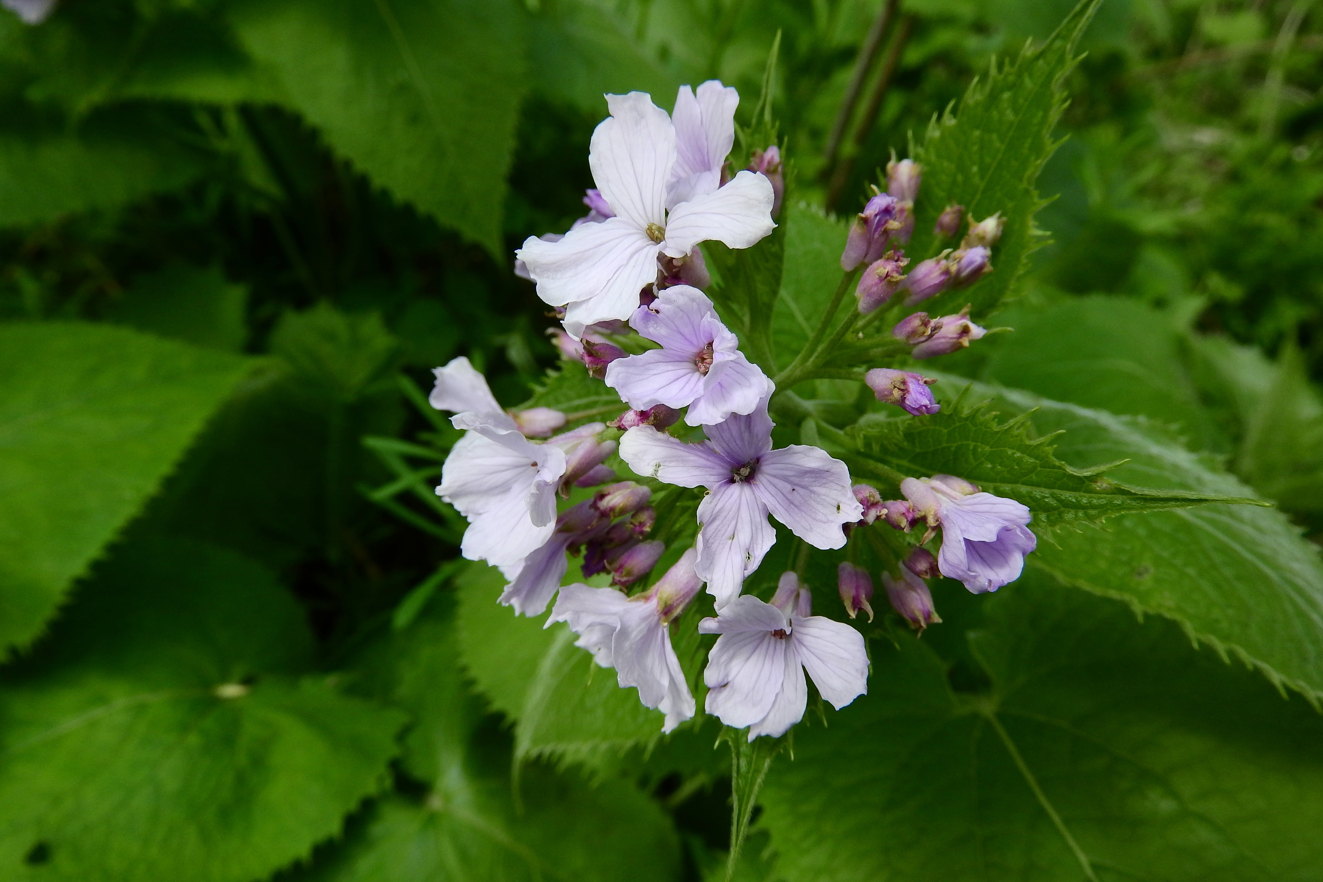 plant part, no people, brassicaceae, 4K, beauty in nature, nature, flowering plant, green color, day, lunaria rediviva, purple, freshness, plant, perennial, HD Wallpaper