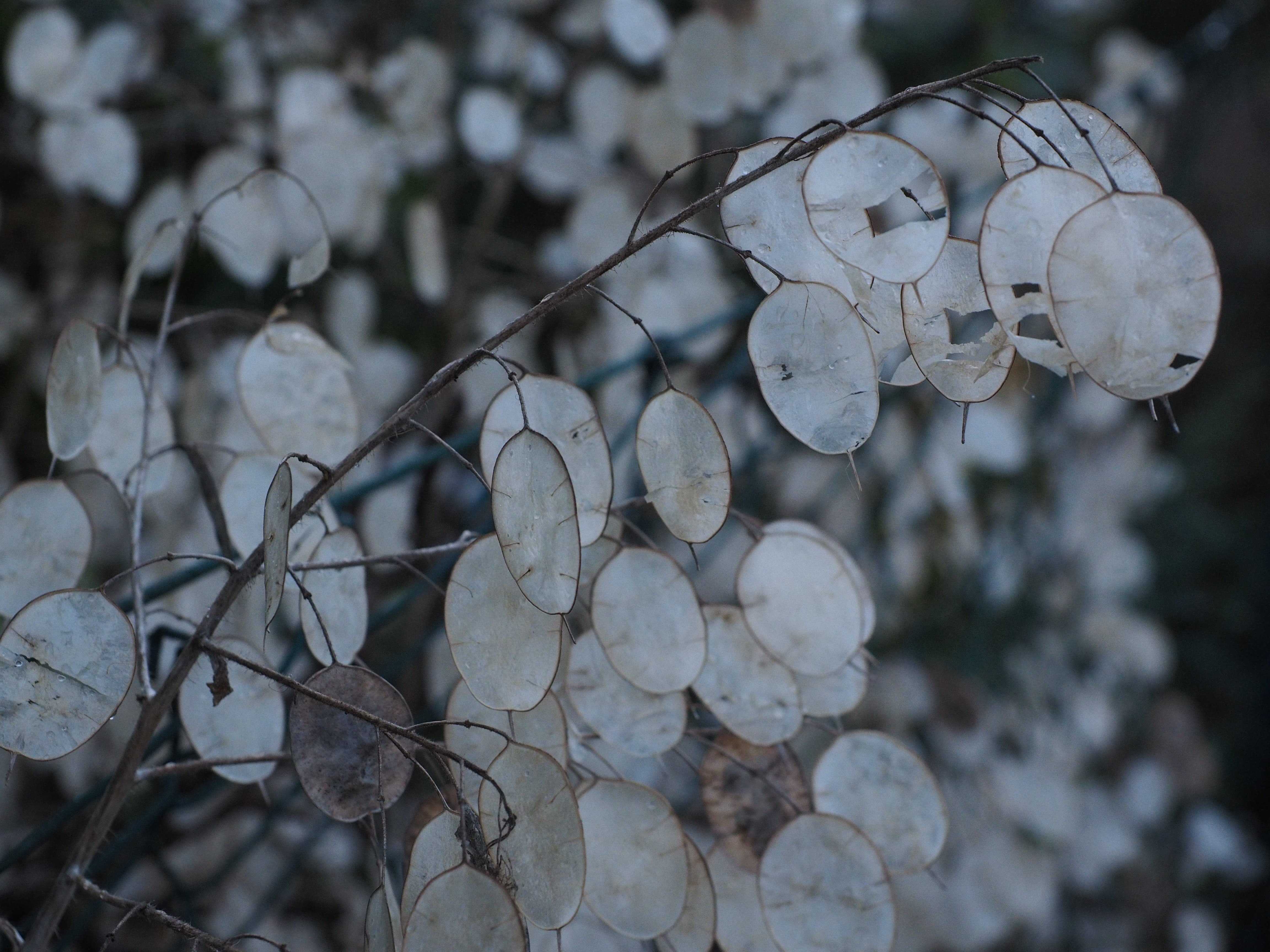 softness, winter, selective focus, leafed, fragility, garden lunaria, honesty, silberpfennig, 4K, focus on foreground, day, silver valley, tranquility, HD Wallpaper