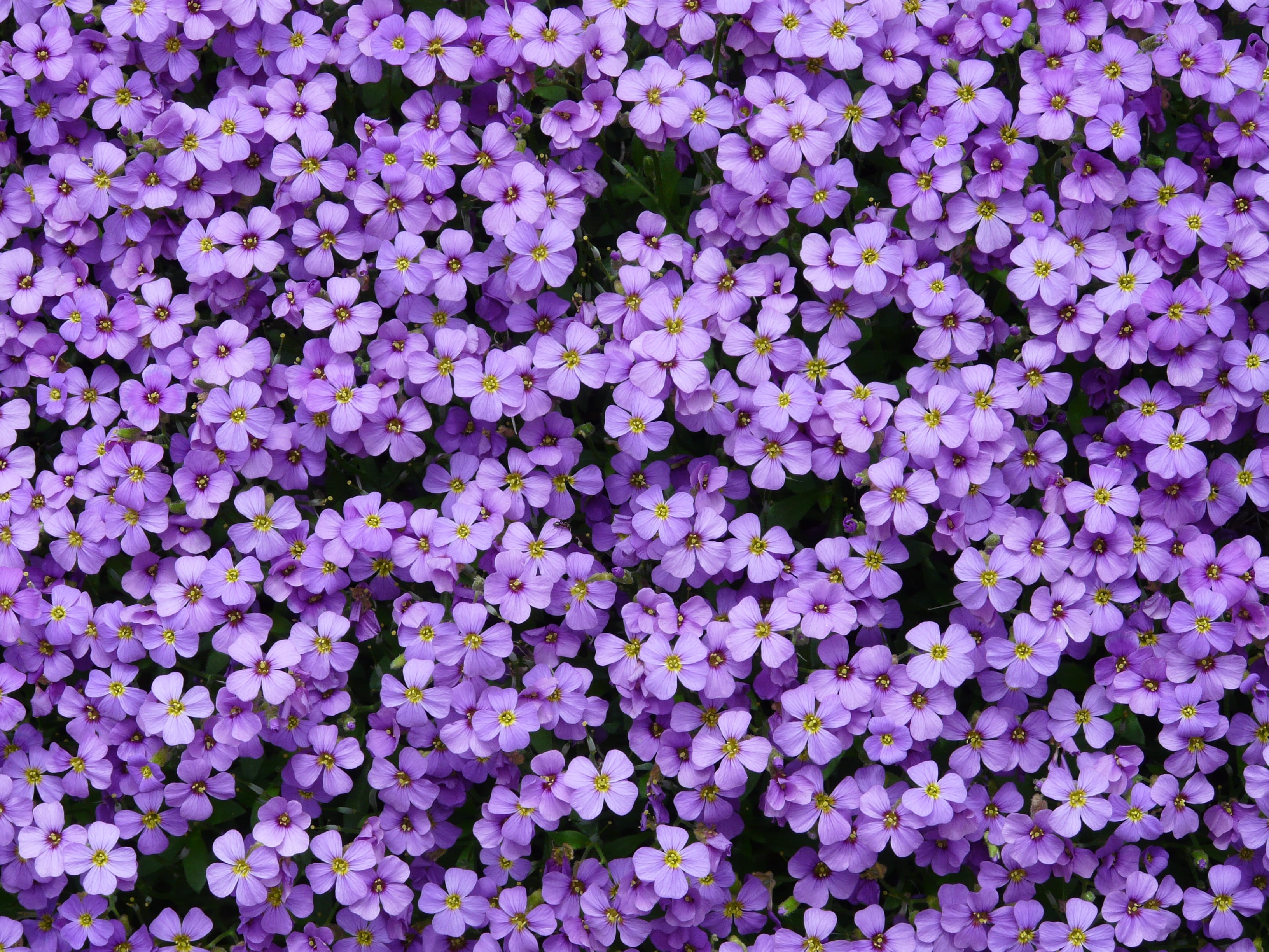 aubrieta, ornamental plants, ground cover, backgrounds, growth, colorful, vulnerability, outdoors, greek blue pillow, purple, flower, inflorescence, stone garden, HD Wallpaper