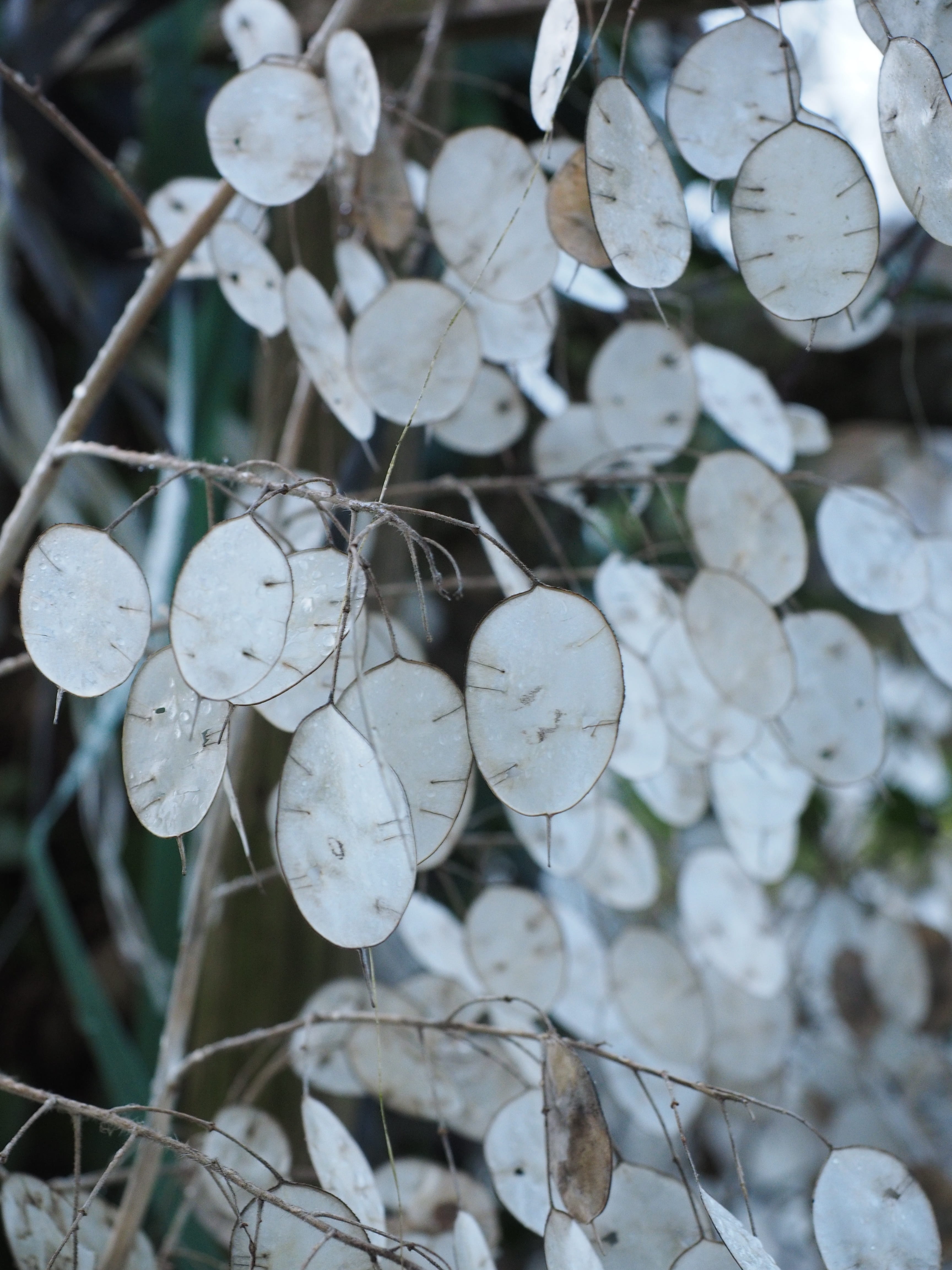 flowering plant, one year silver leaf, outdoors, growth, fragility, leaf, beauty in nature, lunaria annua, judas pfennig, plant, close-up, silberpfennig, Phone HD Wallpaper