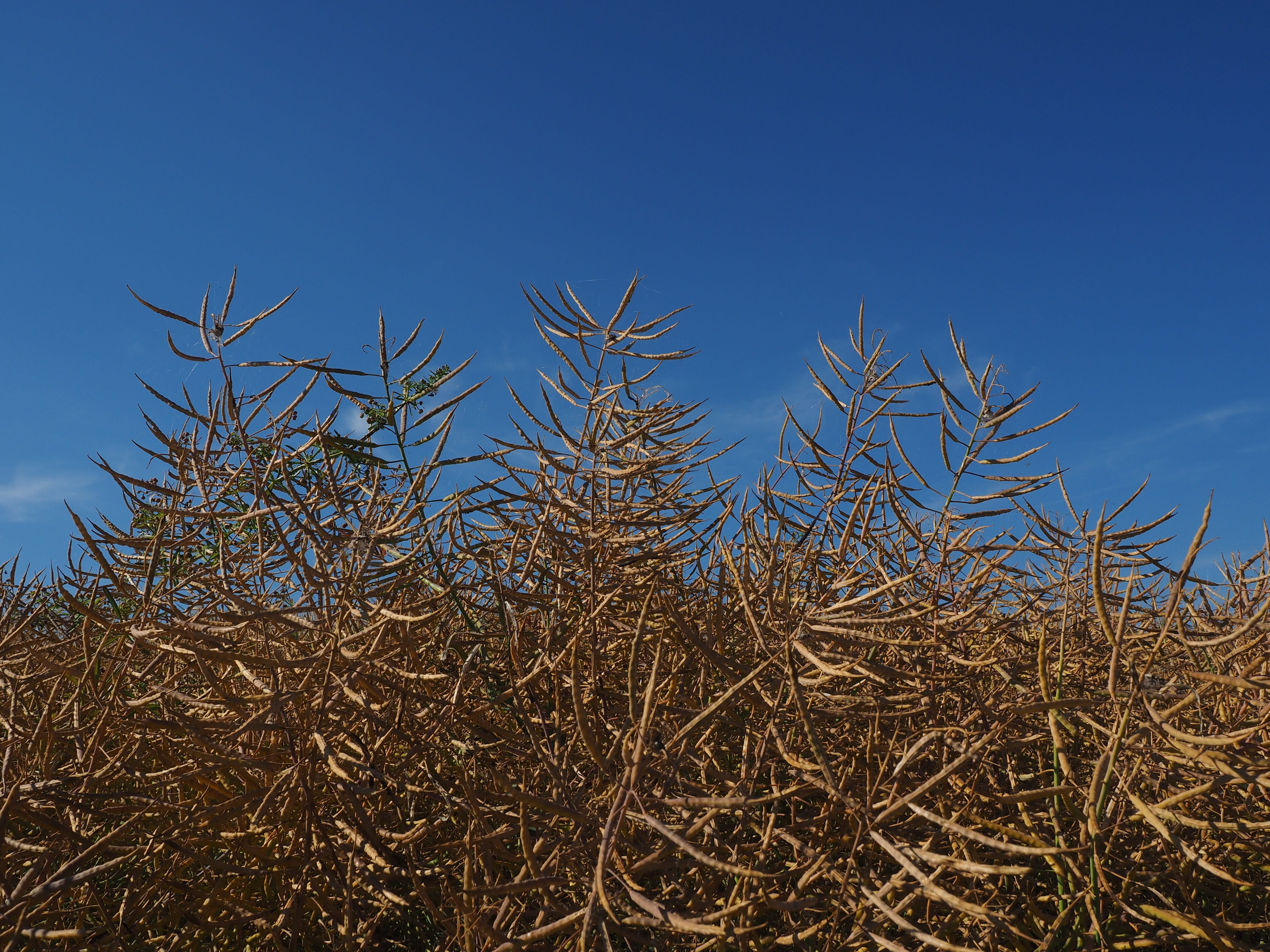 oilseed, day, land, beauty in nature, growth, outdoors, non-urban scene, Oilseed Rape, rape, low angle view, blue, brassicaceae, crop, nature, rapeseeds, HD Wallpaper