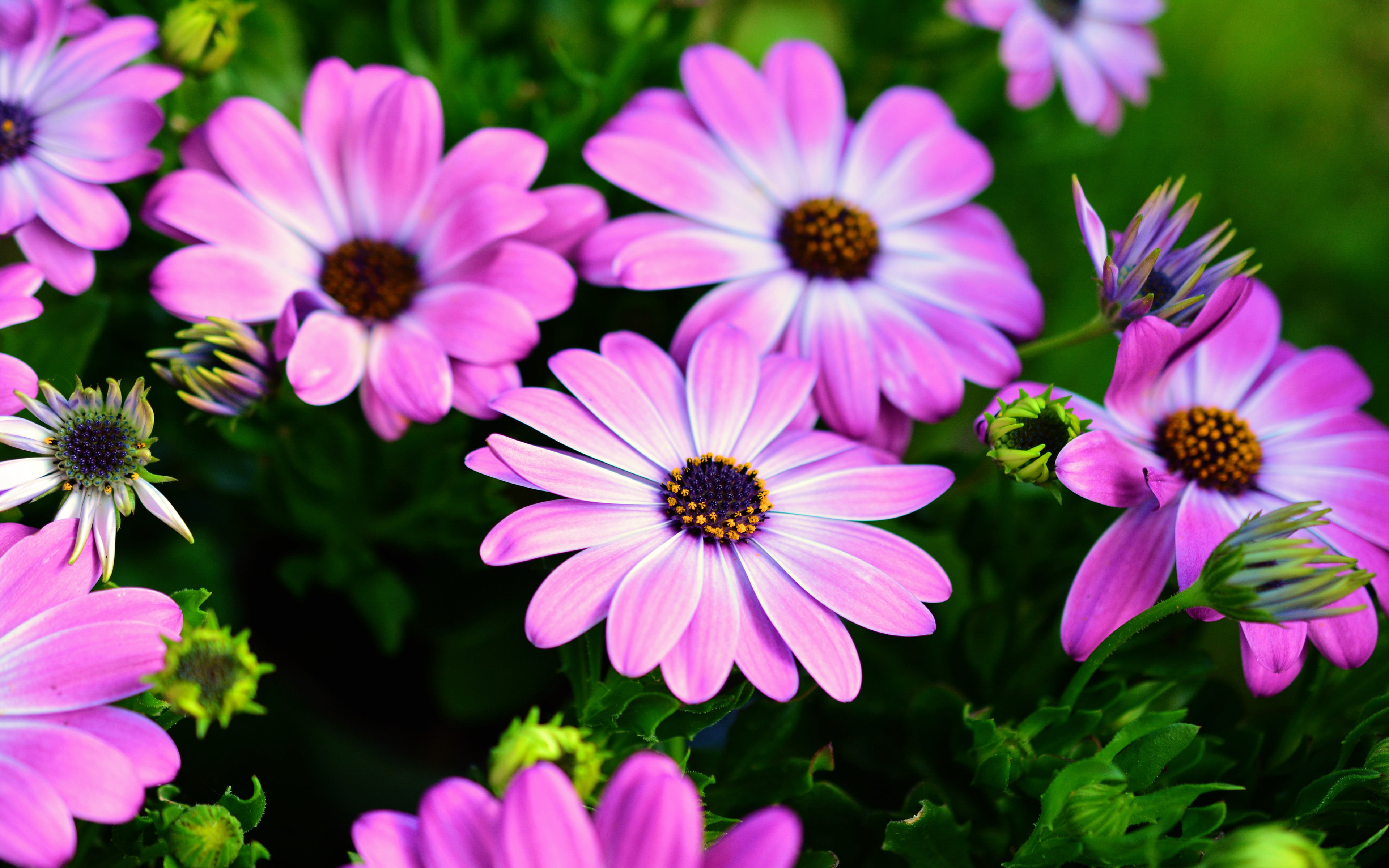 calenduleae, purple, computers, violet, belonging, flowering, phones, osteospermum, mobile, gentle, daisybushes, plants, 4K, flowers, HD Wallpaper