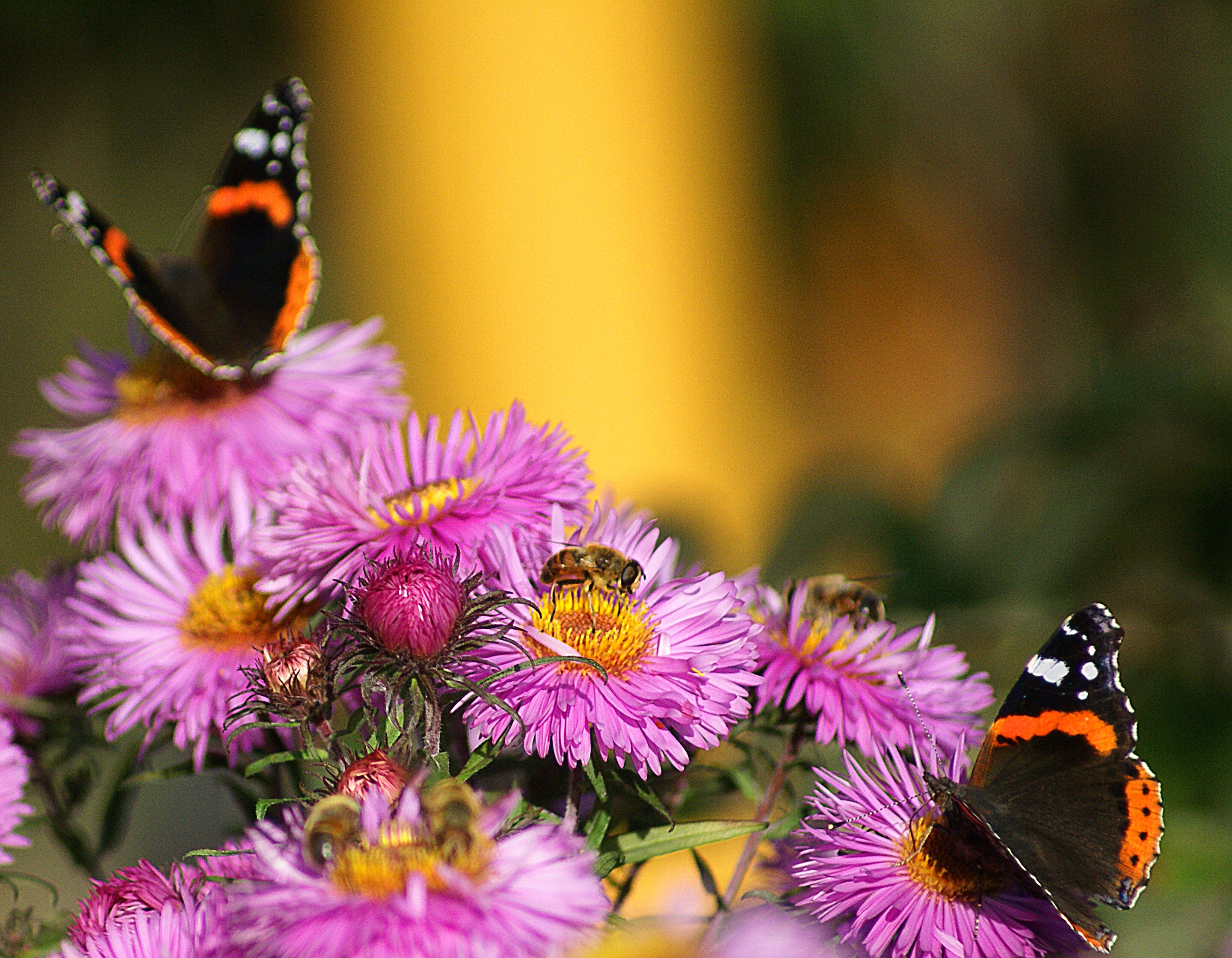 a flower garden, sharpness, plant, butterfly - insect, fair admiral, invertebrate, one animal, garden, no people, flowering plant, pollen, flower, fragility, HD Wallpaper