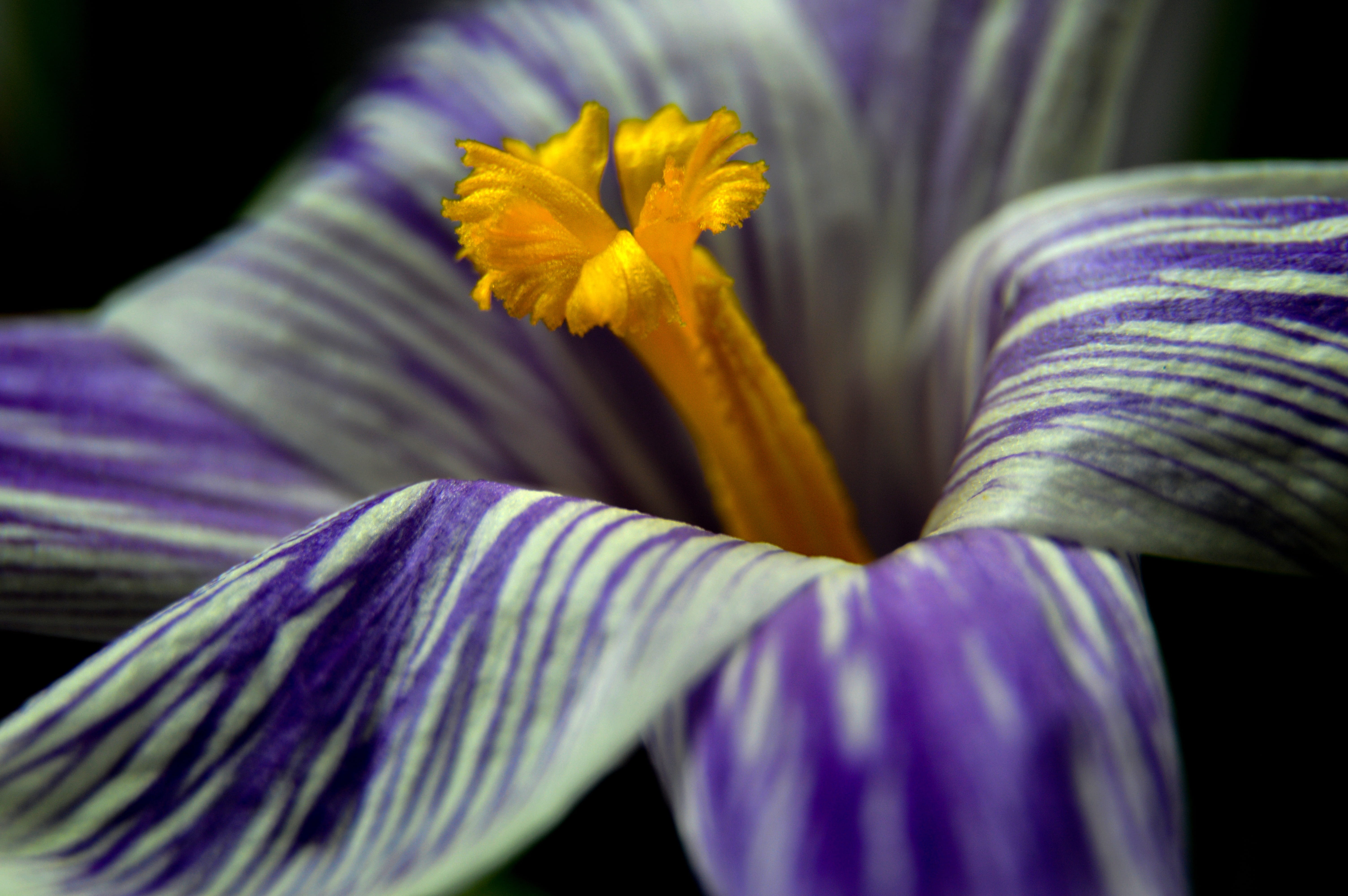 plant, blooms, saffron, blooming, 5K, growth, selective focus, pollen, yellow, Krokus, Spring, beauty in nature, freshness, closeup, flower head, human body part, HD Wallpaper