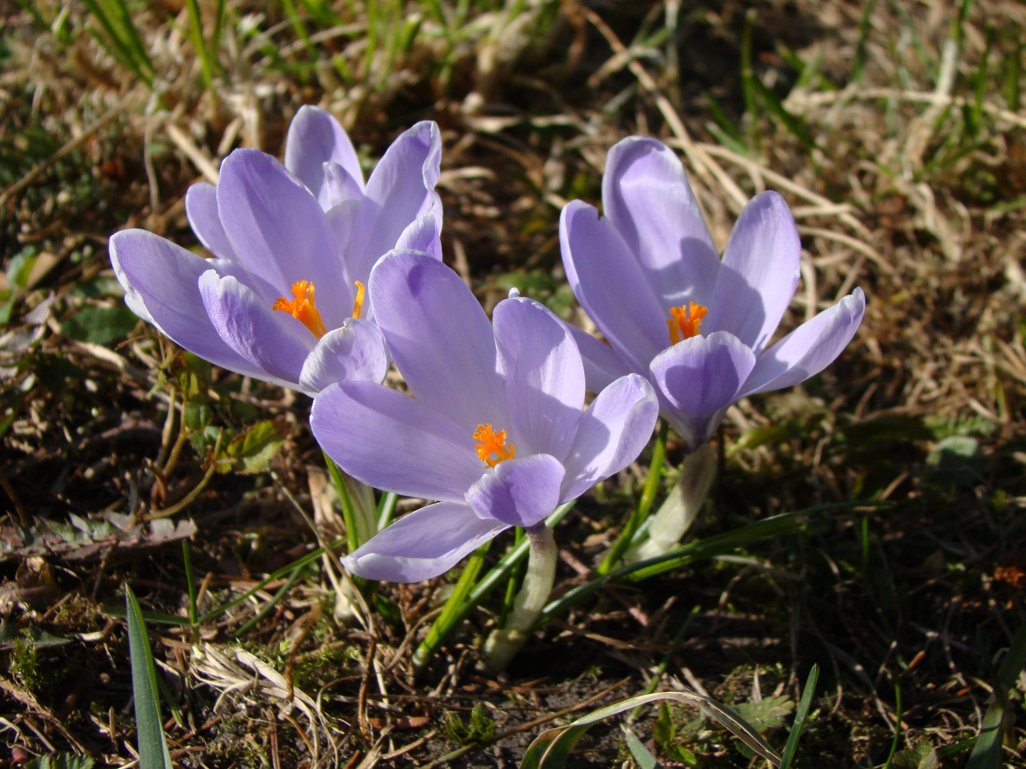 flower head, Spring, gentle, flowers, vulnerability, day, crocus, pollen, flowering plant, Violet, nature, fragility, beauty in nature, flower, growth, HD Wallpaper