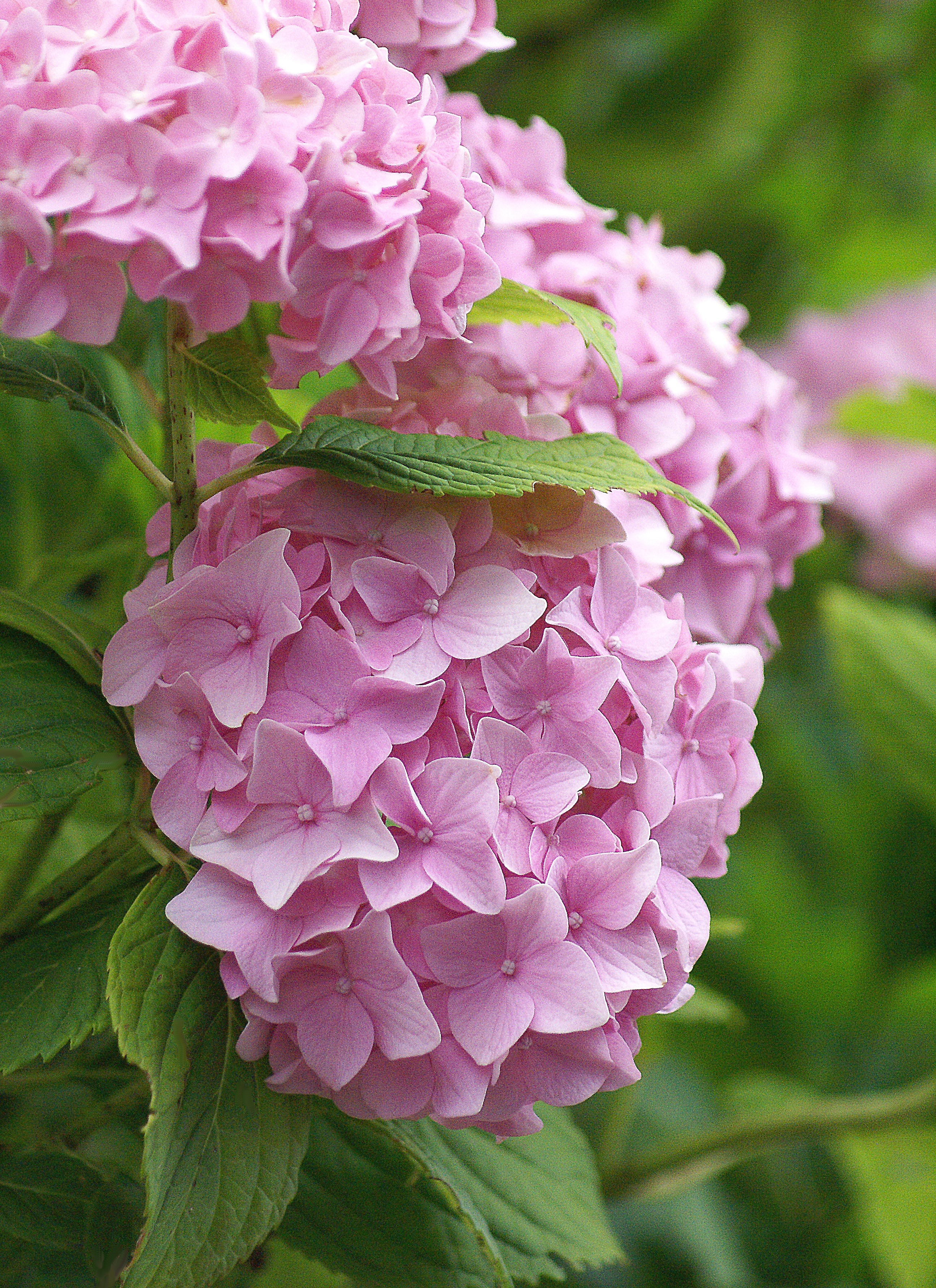 colored, the abundance of, flower, bunch of flowers, day, garden, petal, purple, the background, leaflet, a garden plant, lilac, georgia, close-up, no people, Phone HD Wallpaper