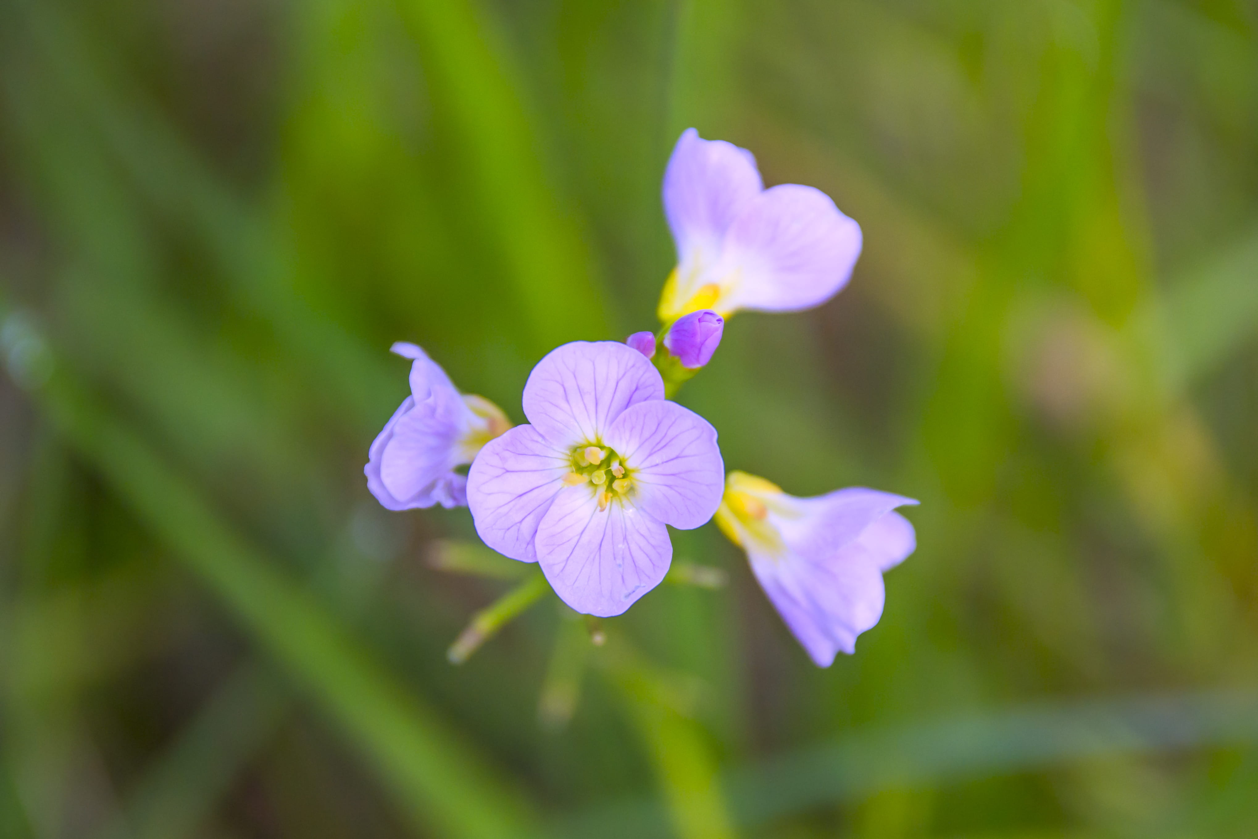 no people, flowers, flora, color, vulnerability, green, focus, garden, purple, grass, bright, plant, close-up, selective, beauty in nature, fragility, cluster, HD Wallpaper