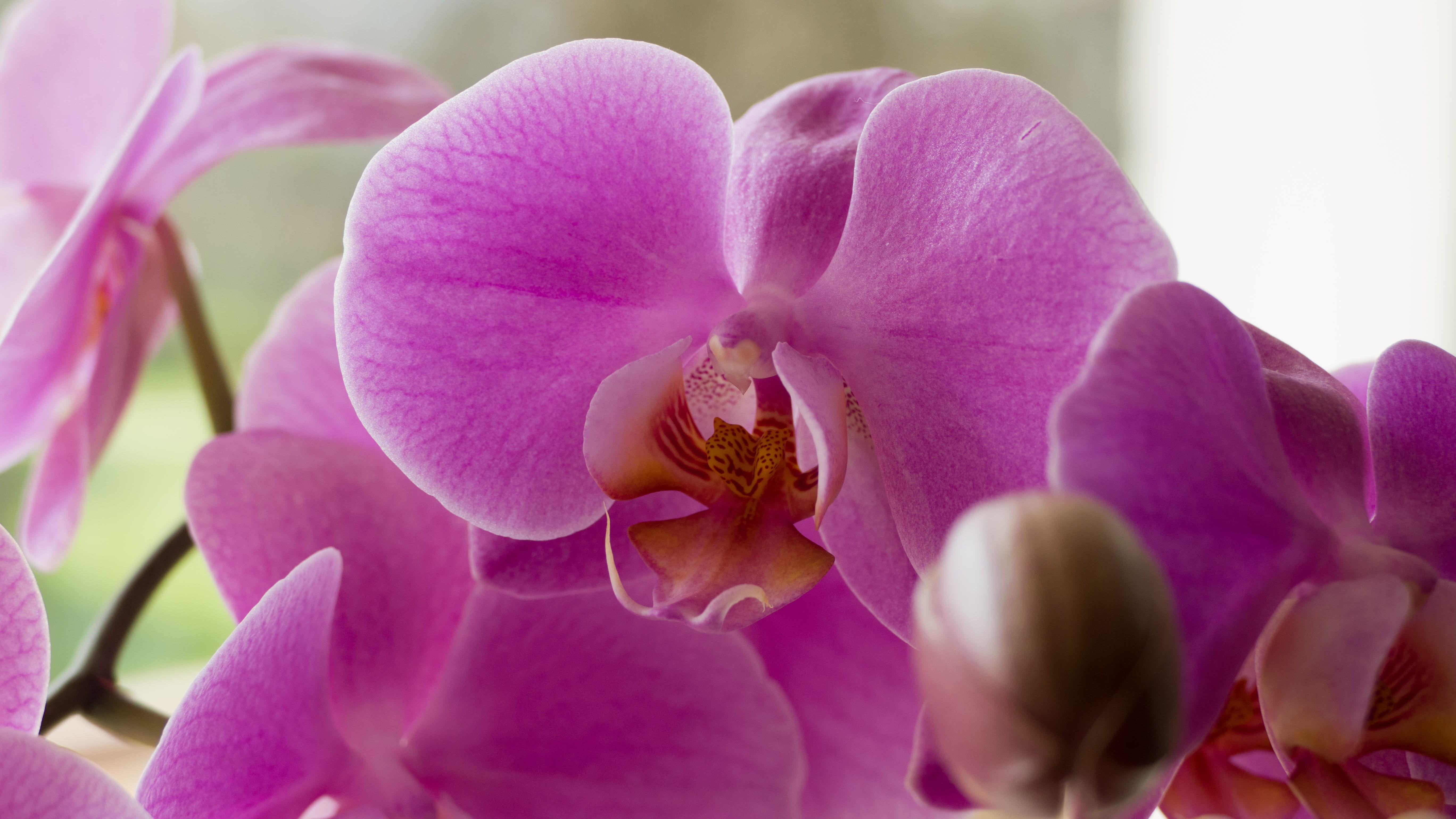 freshness, blossom, plant, outdoors, inflorescence, nature, beauty in nature, petal, no people, violet, flowering plant, bunch of flowers, orchid, exotic, HD Wallpaper