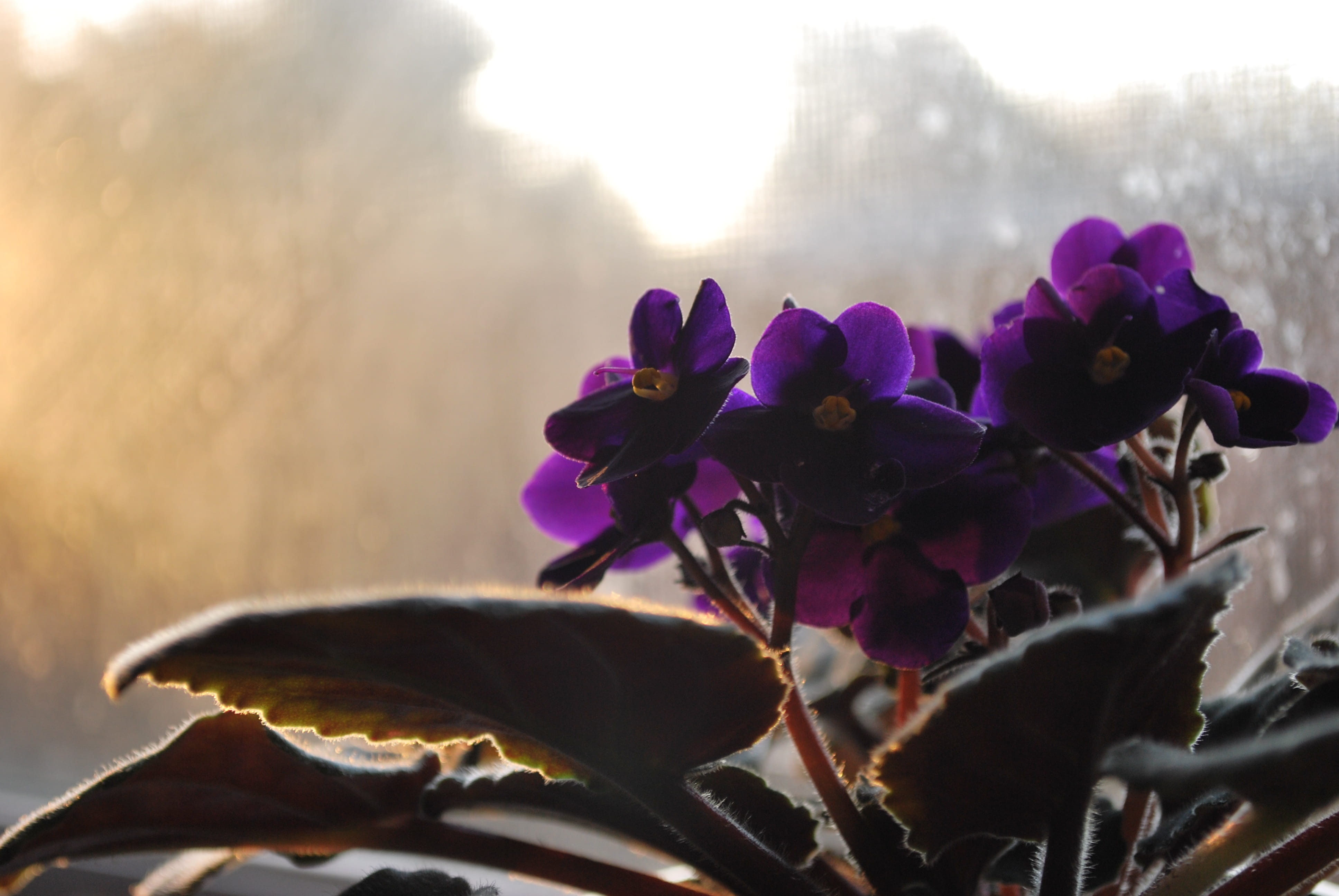 composition, vulnerability, nature, plant, card, elegance, purple, focus on foreground, spring, blooming, flower, freshness, fragility, 4K, floral, no people, HD Wallpaper