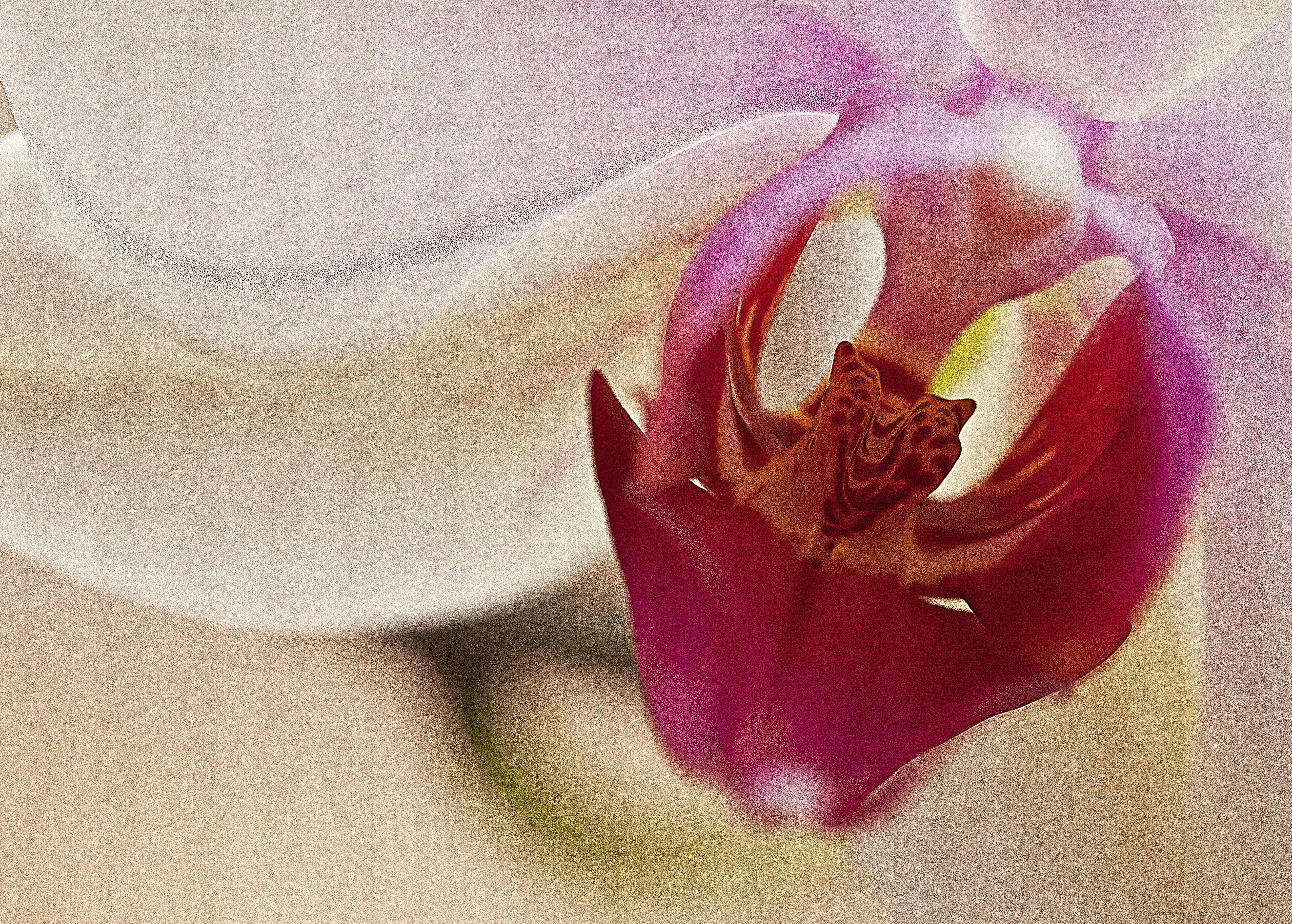 freshness, Orchis, pollen, 5K, nature, rose, Blooming, flower room, flowering plant, beauty in nature, flower petals, violet, close-up, white flower, macro, HD Wallpaper