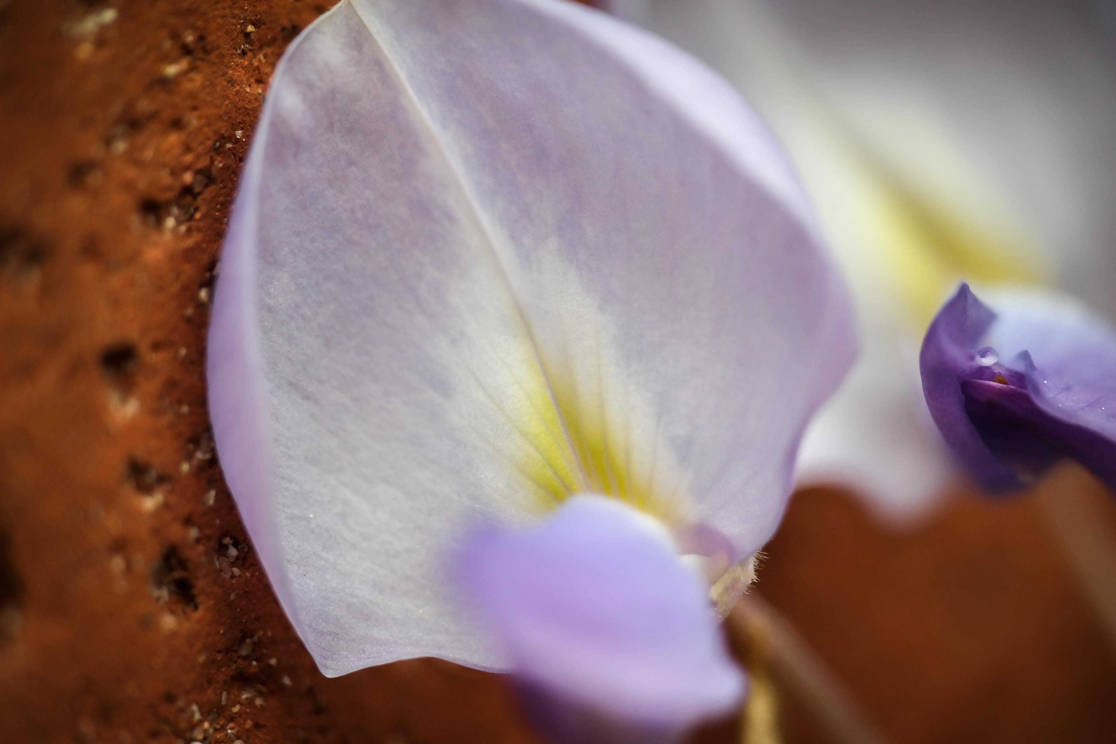 stone wall, bloom, violet, close, meditation, crocus, inflorescence, rest, petal, springtime, Purple, Wisteria, tender, selective focus, rank plant, close-up, HD Wallpaper