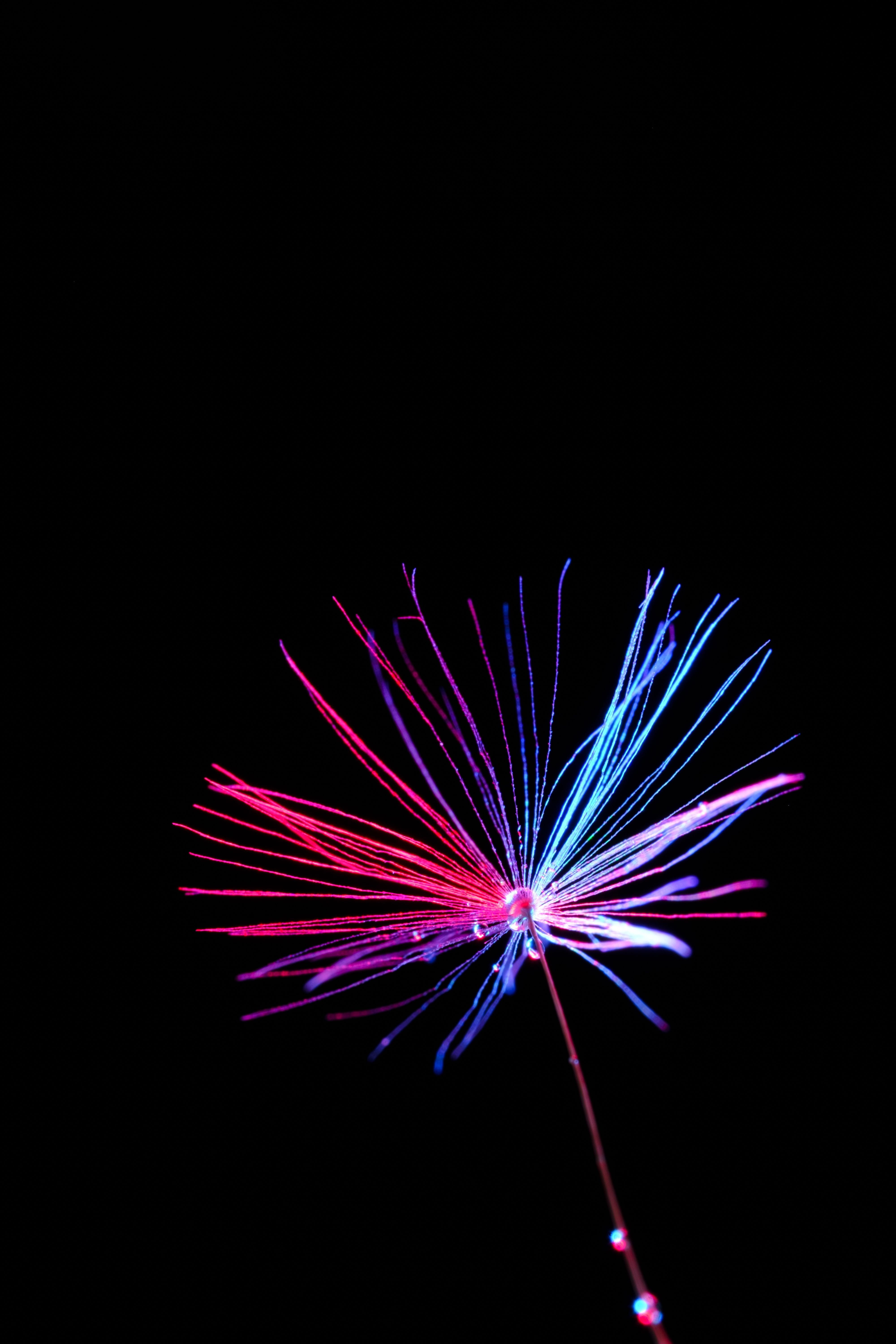 blurred motion, drop of water, illuminated, night, seeds, drops of dew, no people, colorful, motion, bloom, black background, light, firework display, long exposure, Phone HD Wallpaper