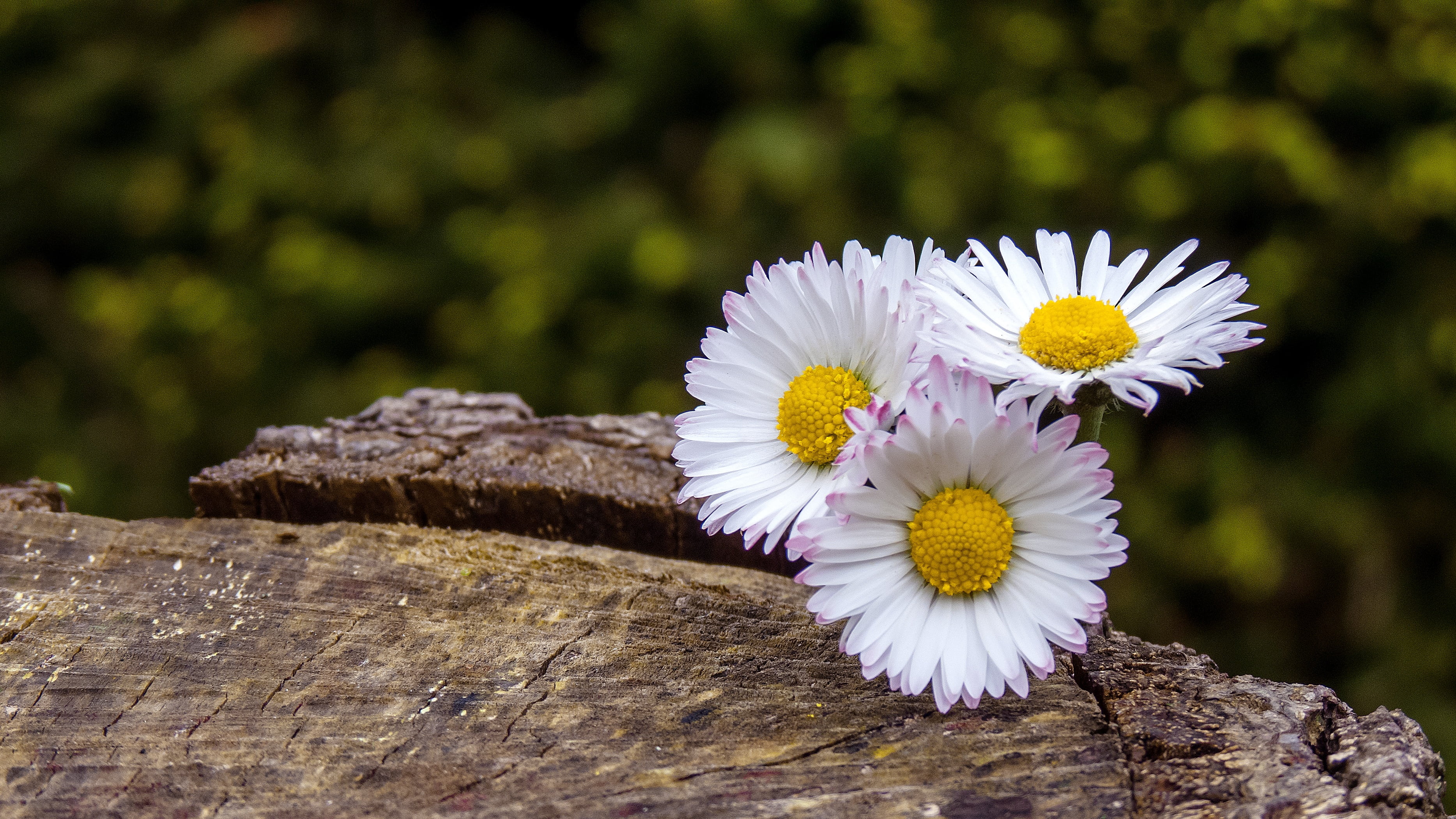 pick, white color, animal, white, flowers, petal, flowering plant, close, no people, pick flowers, tree stump, animal wildlife, surface, flower, close-up, HD Wallpaper