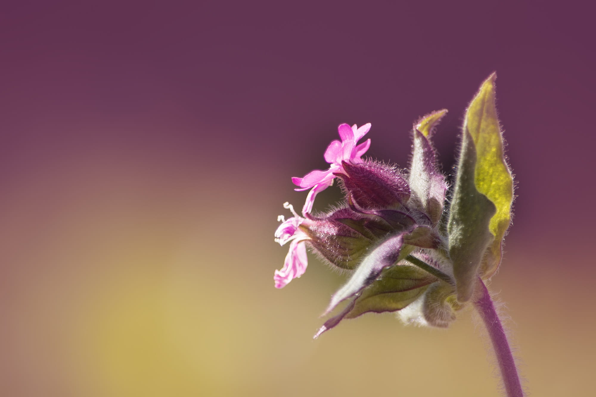 lighting, petal, nature, pointed flower, flowers photography, flowering plant, red melandrium, outdoors, focus, red campion, studio shot, wild flower, shallow, HD Wallpaper