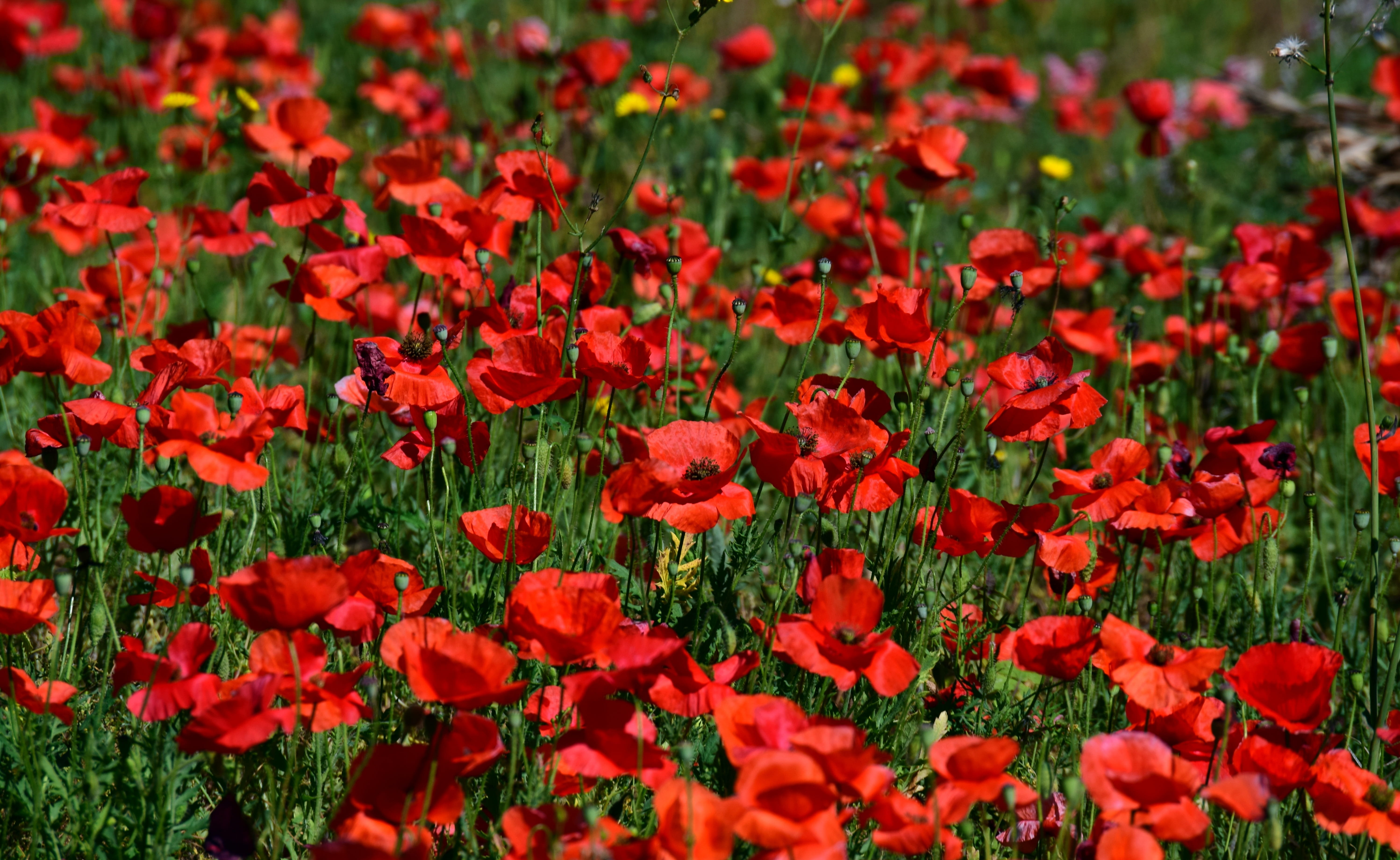 flowering plant, thriving mohnfeld, plant, field, meadow, fragility, 5K, land, summer, freshness, flowerbed, inflorescence, klatschmohn, field of poppies, HD Wallpaper