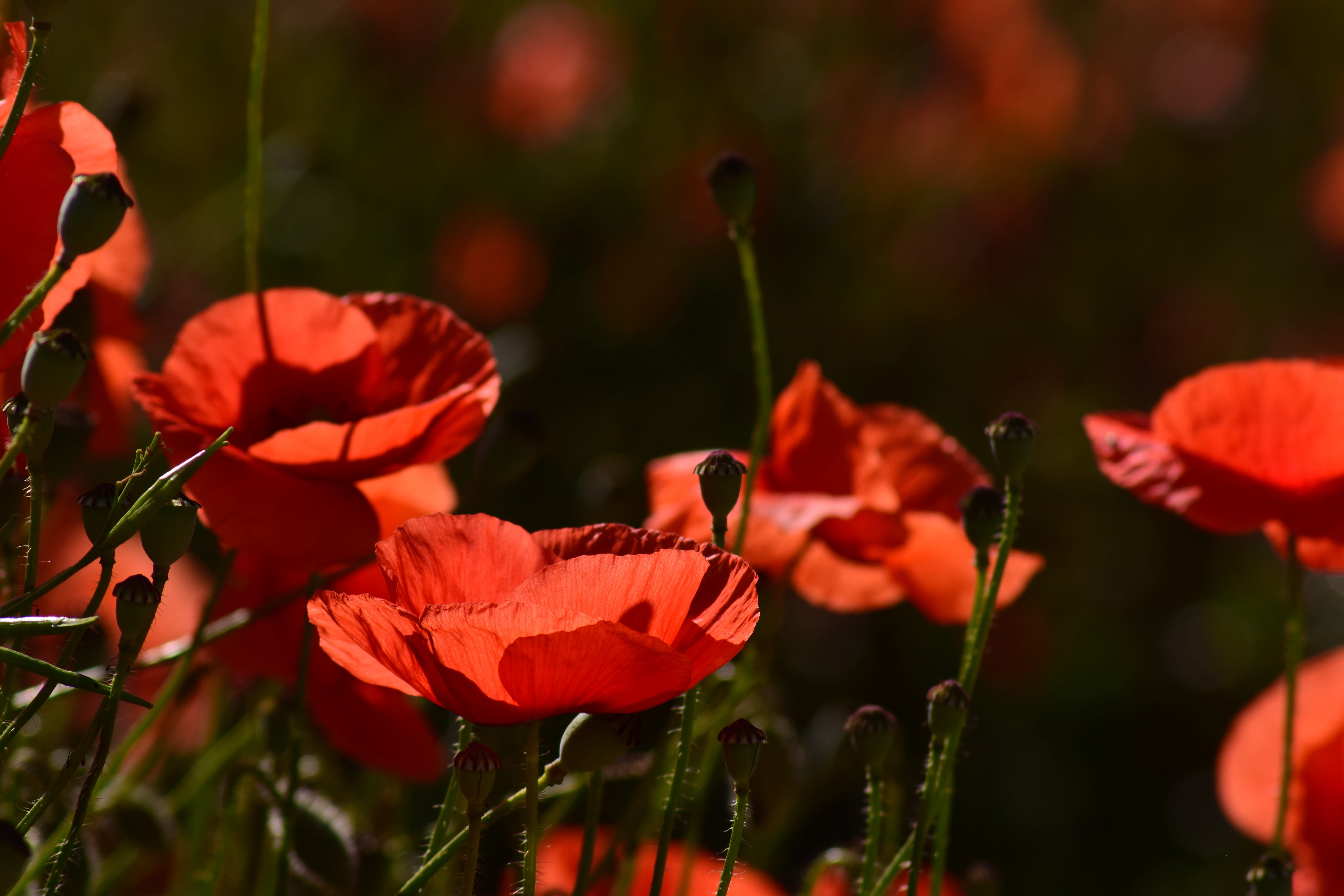 fragility, flowers, flower, no people, red poppy, pointed flower, flower head, day, photography, petal, nature, beauty in nature, thriving mohnfeld, inflorescence, HD Wallpaper