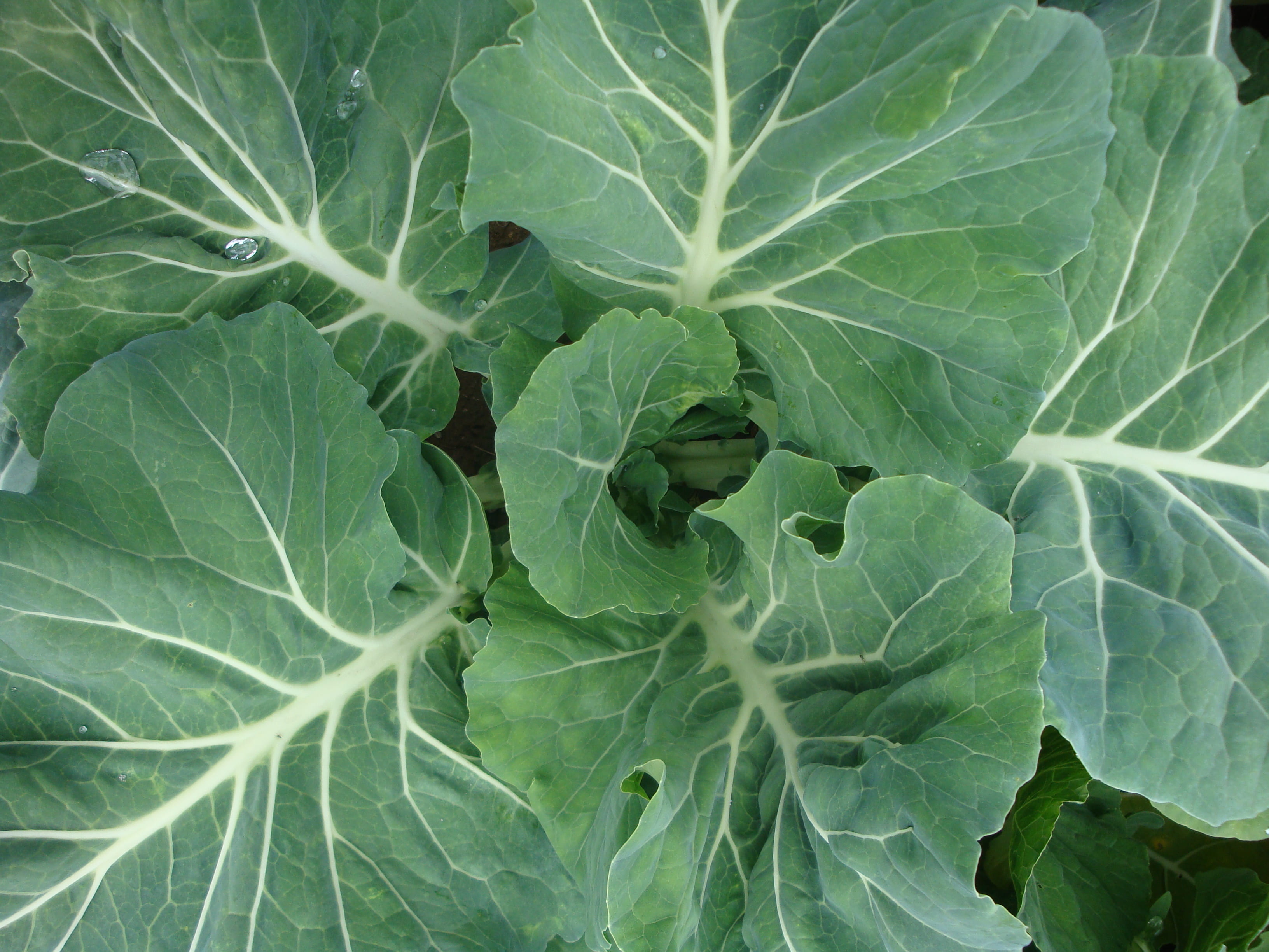 beauty in nature, food, freshness, no people, cabbage, cruciferous vegetable, full frame, organic, green color, vetgetable, outdoors, backgrounds, close-up, HD Wallpaper