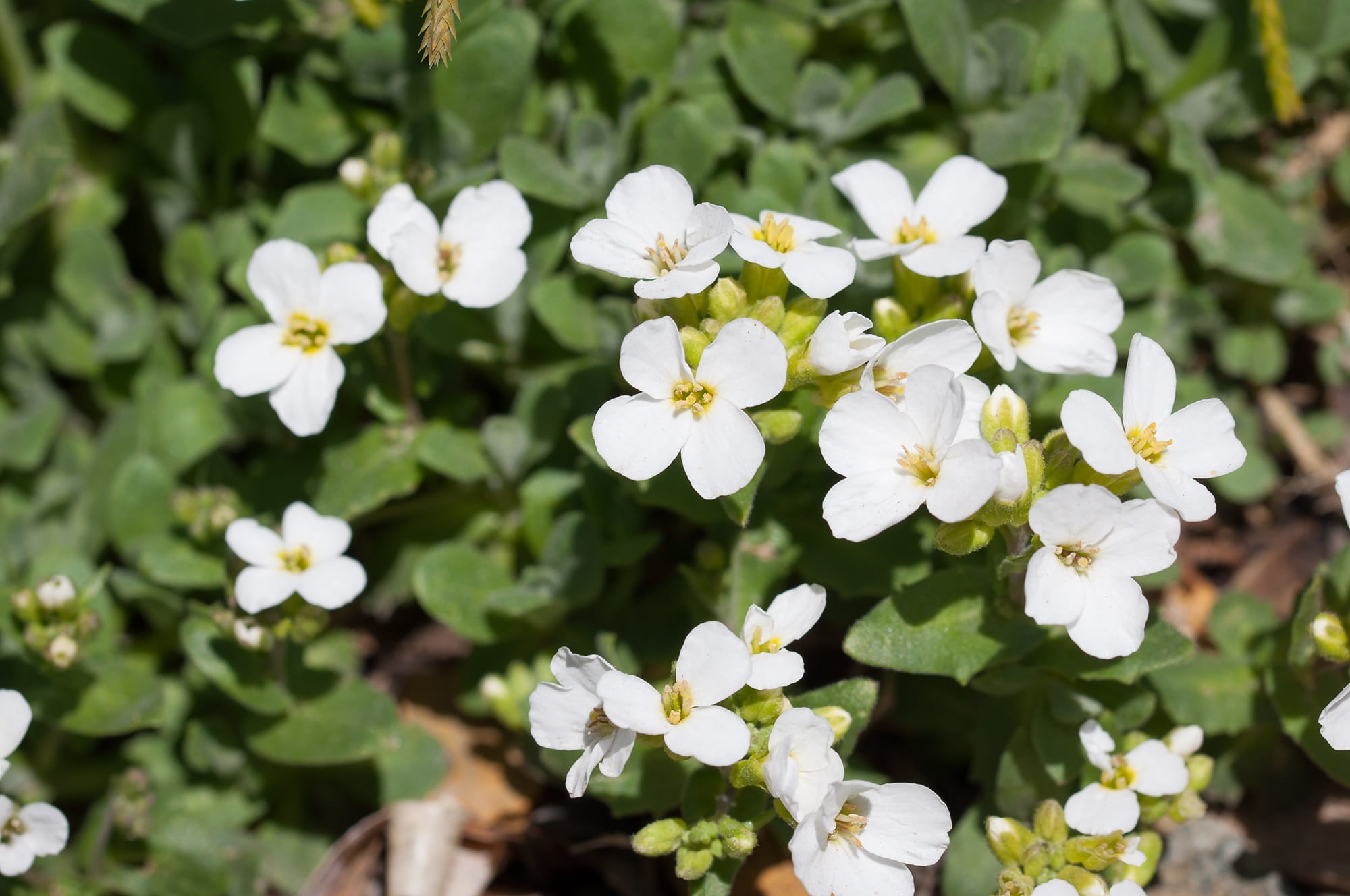 white color, inflorescence, flower, 1080P, summer, cushion flower, white flowers, flower Head, focus on foreground, vulnerability, Flowers, garden, freshness, HD Wallpaper