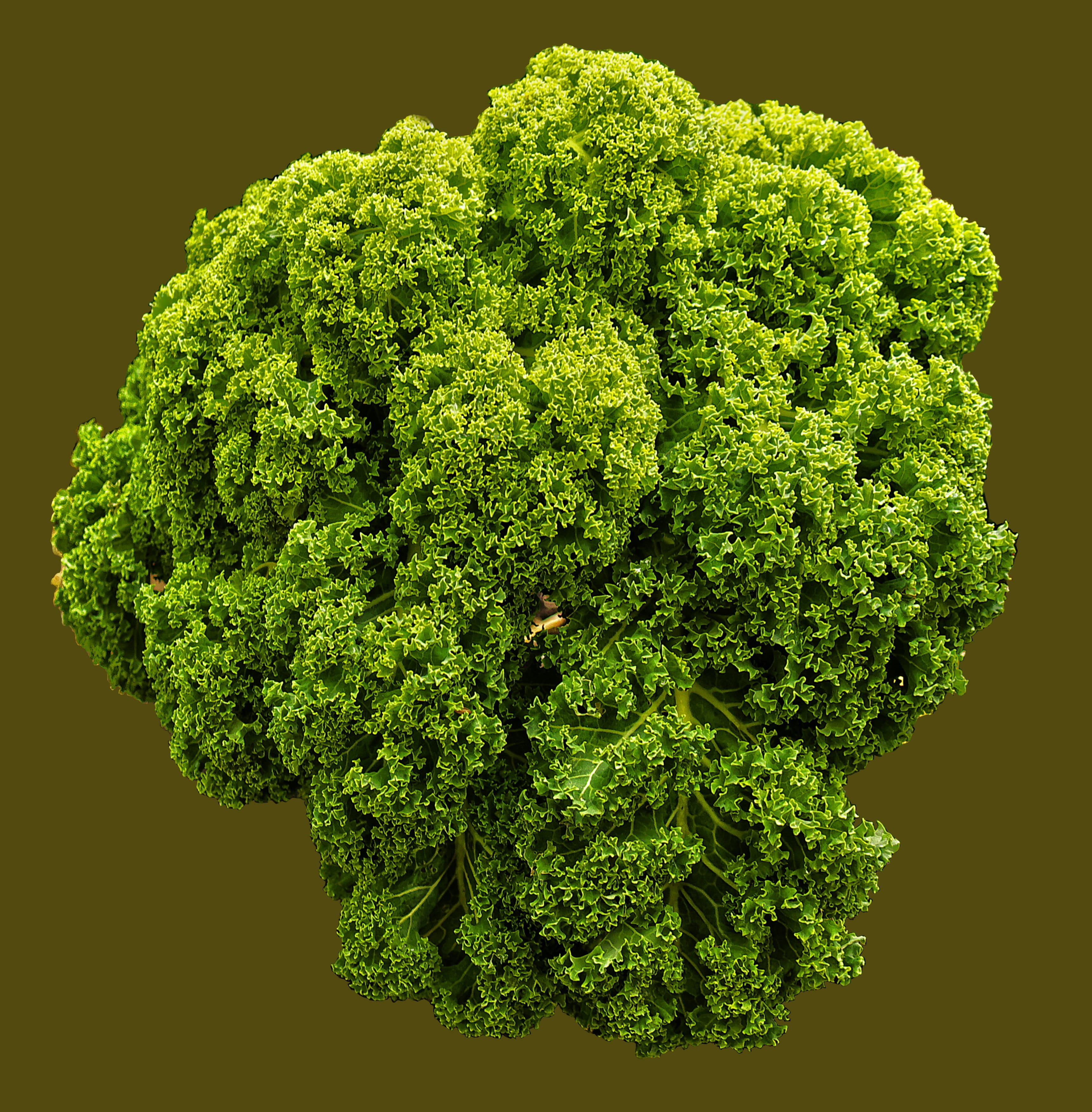 food and drink, brassica oleracea, freshness, winterkohl, kale, high cabbage, vegetable, ruffled, no people, 2K, indoors, nature, raw food, wellbeing, Phone HD Wallpaper