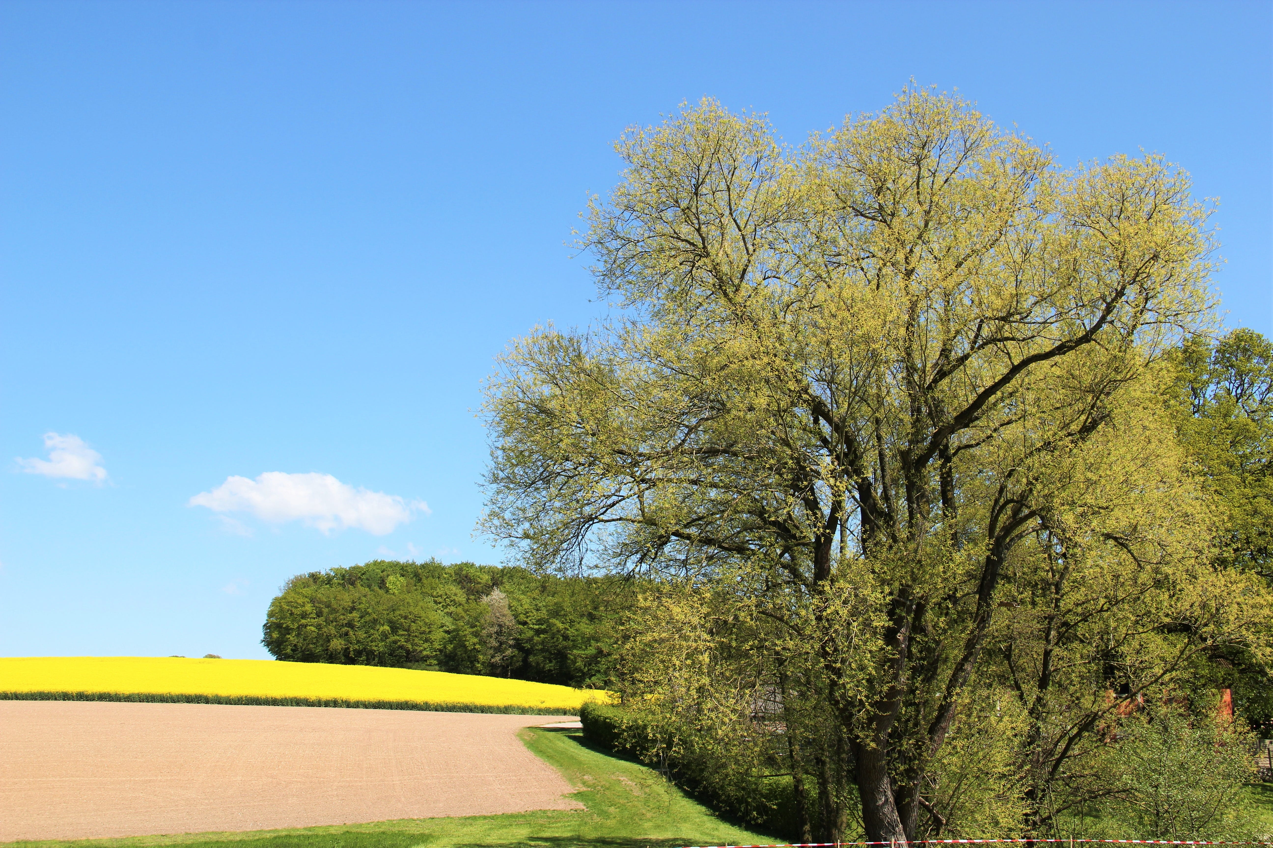flora, clear sky, flowering plant, crop, season, spring, scenics - nature, in bloom, sky, land, agriculture, sunlight, day, yellow, growth, beauty in nature, HD Wallpaper