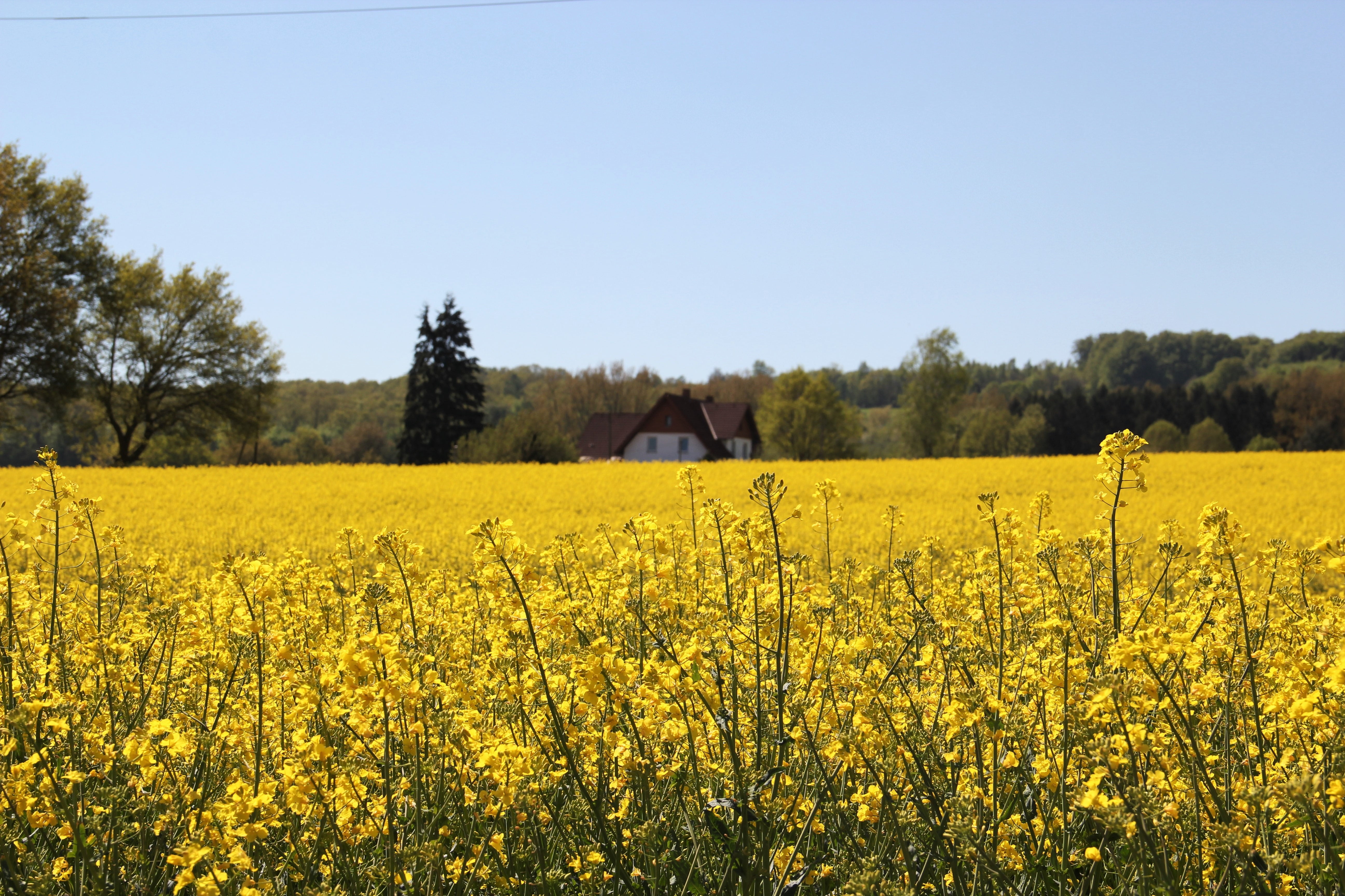 field, in bloom, may, 5K, no people, tranquil scene, flora, raw material for canola oil, field of rapeseeds, clear sky, agricultural crop, growth, farm, HD Wallpaper